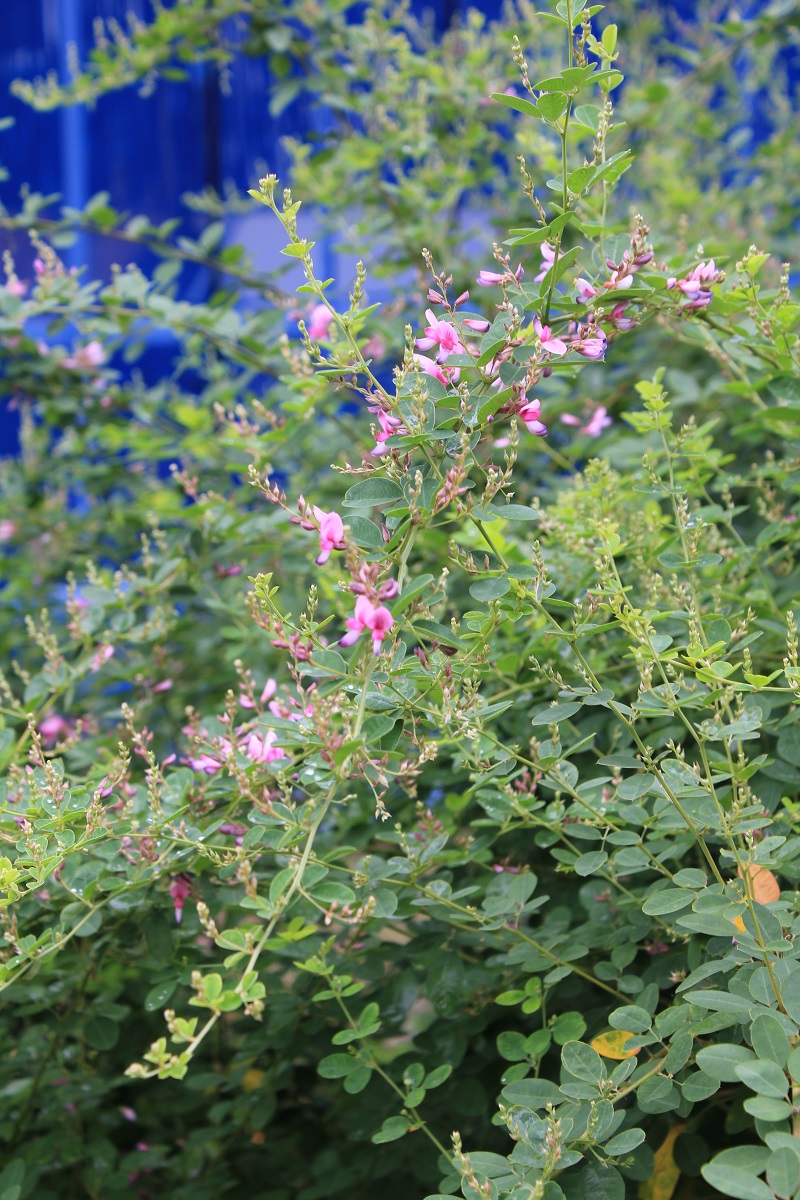 分野別詳細ページ