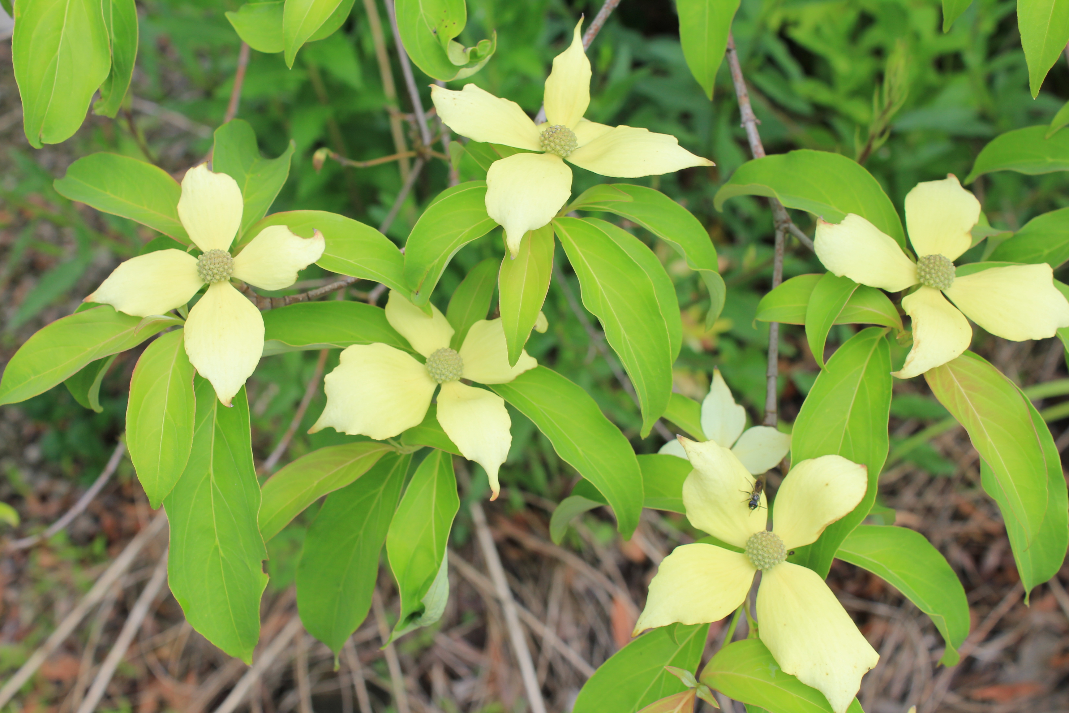 ヤマボウシ　陽光