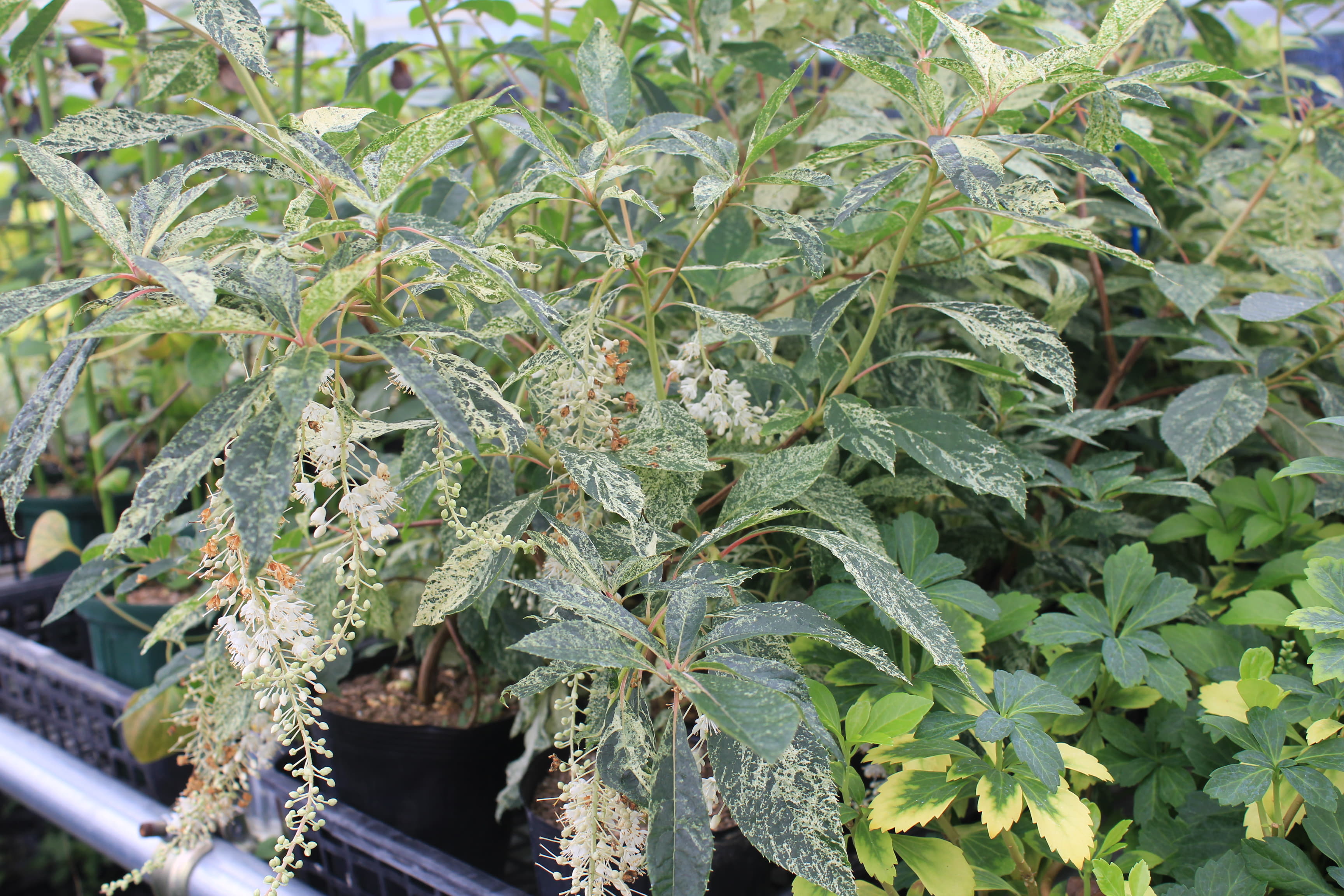 リョウブ　竹田錦