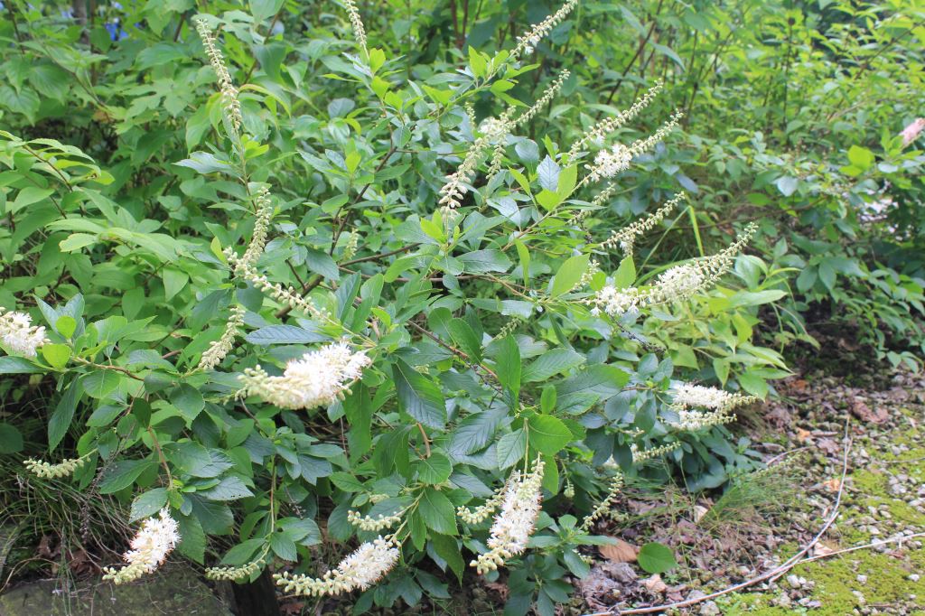 リョウブ　ハミングバード