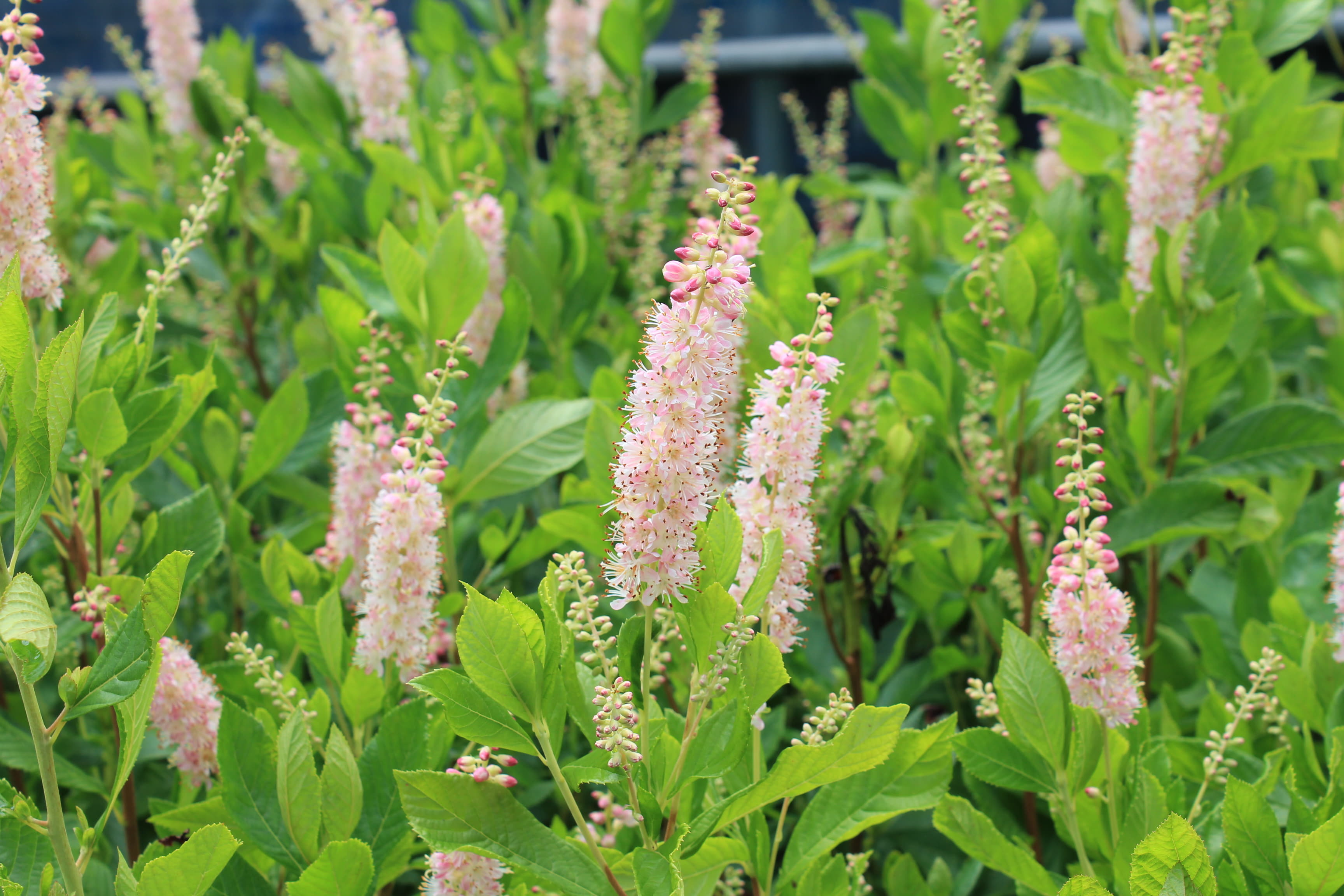 リョウブ　ルビースパイス