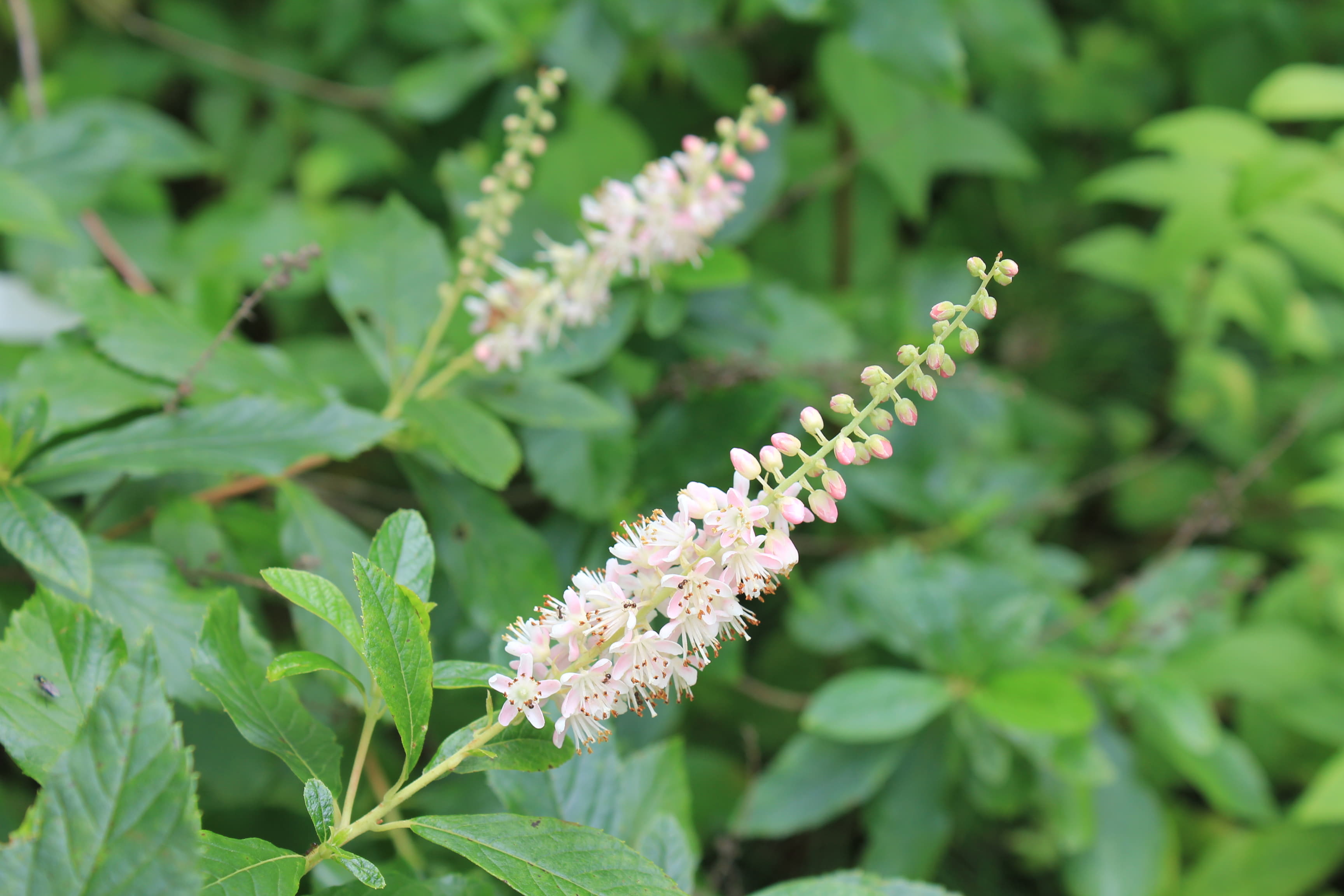 リョウブ　ロゼア