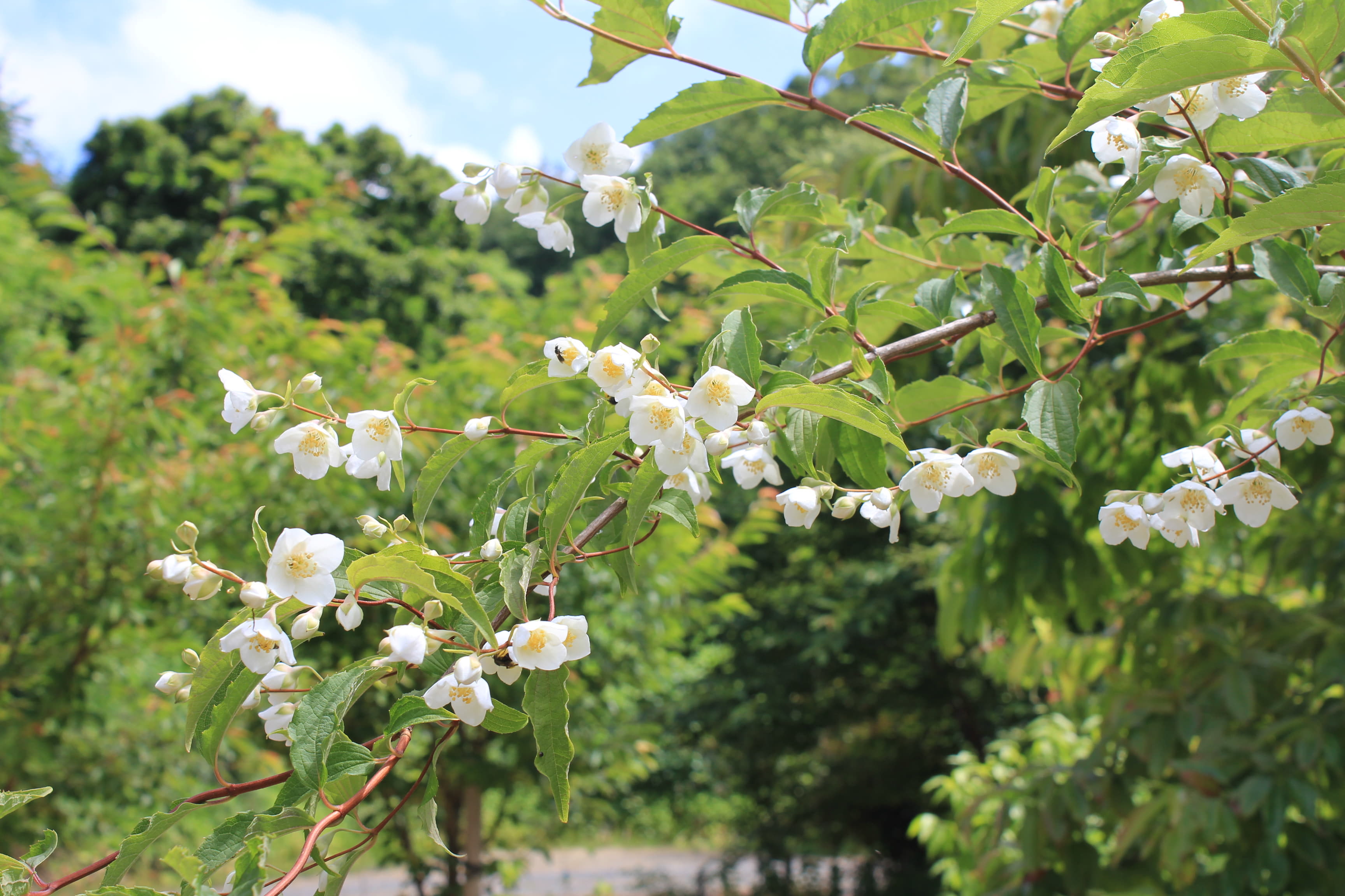 雲南バイカウツギ