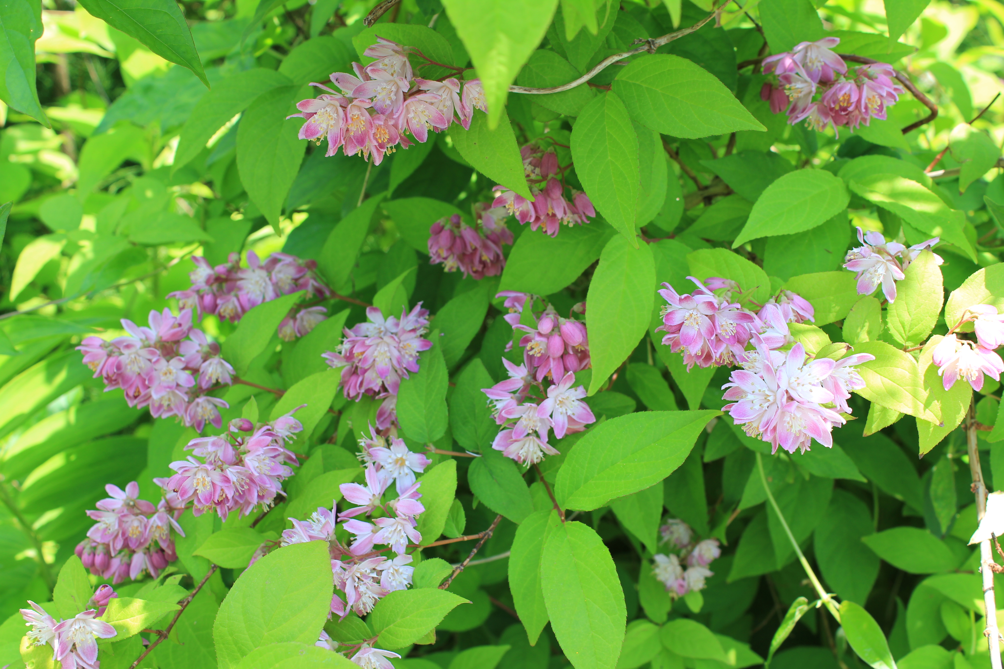 紅花ウツギ　マギシエン