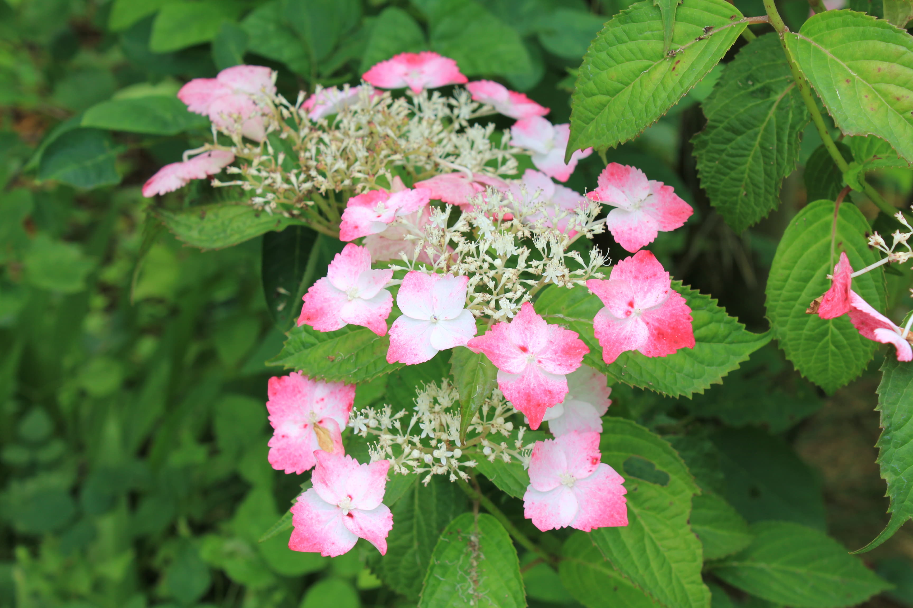 ヤマアジサイ　紅十字星（クレナイジュウジセイ）