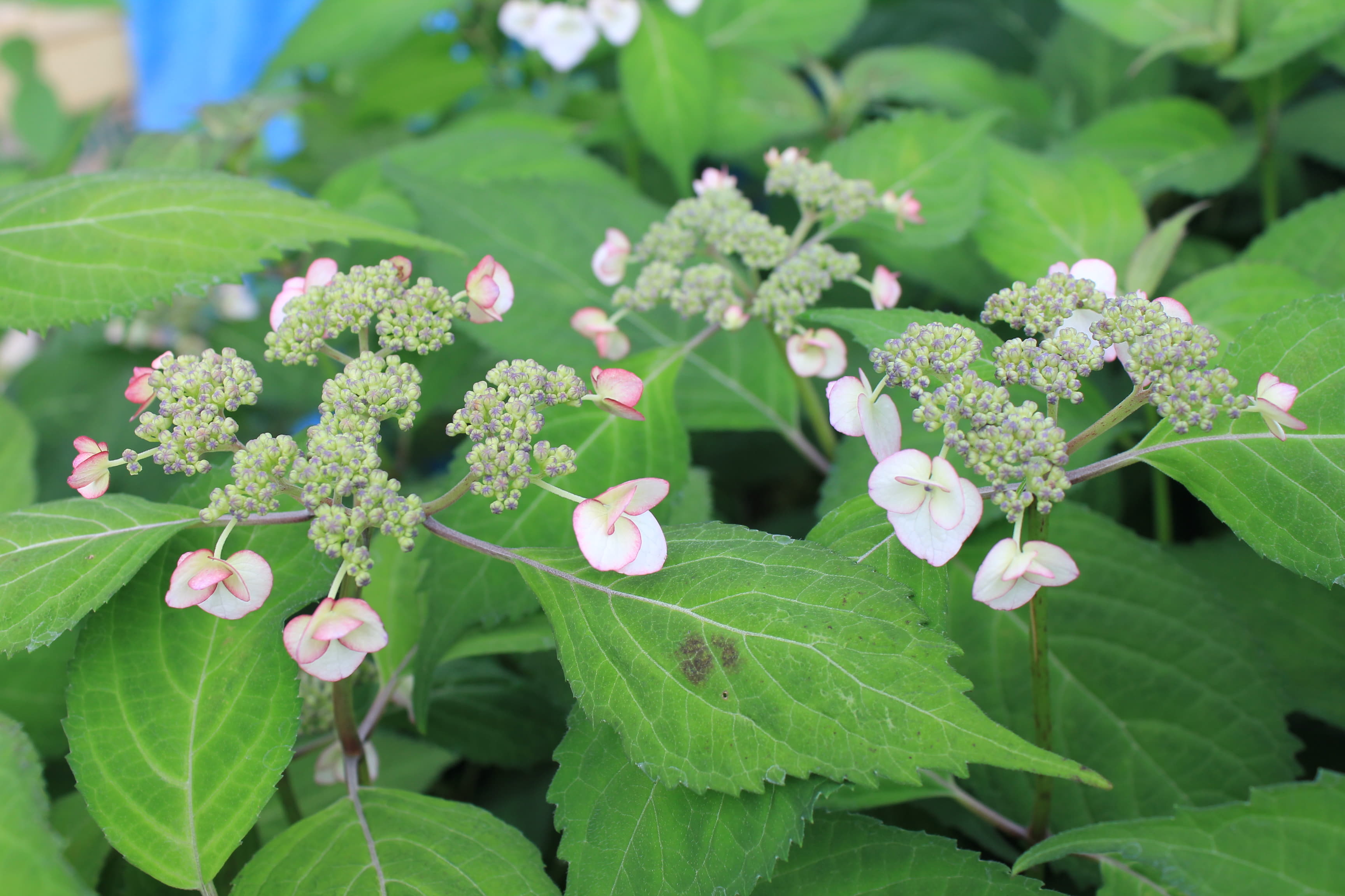 ヤマアジサイ　清澄サワアジサイ（キヨスミサワアジサイ）