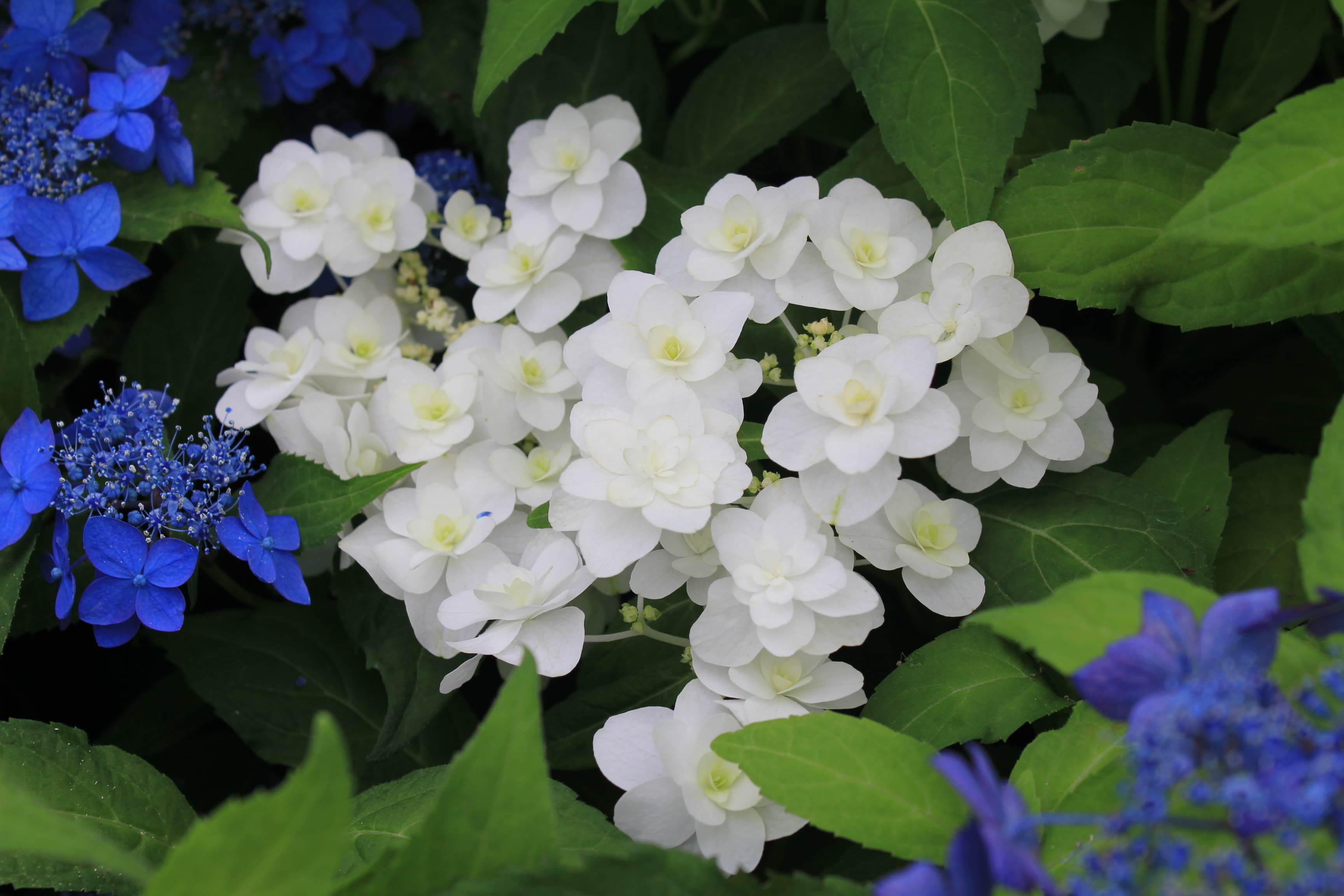 ヤマアジサイ　白富士（シロフジ）