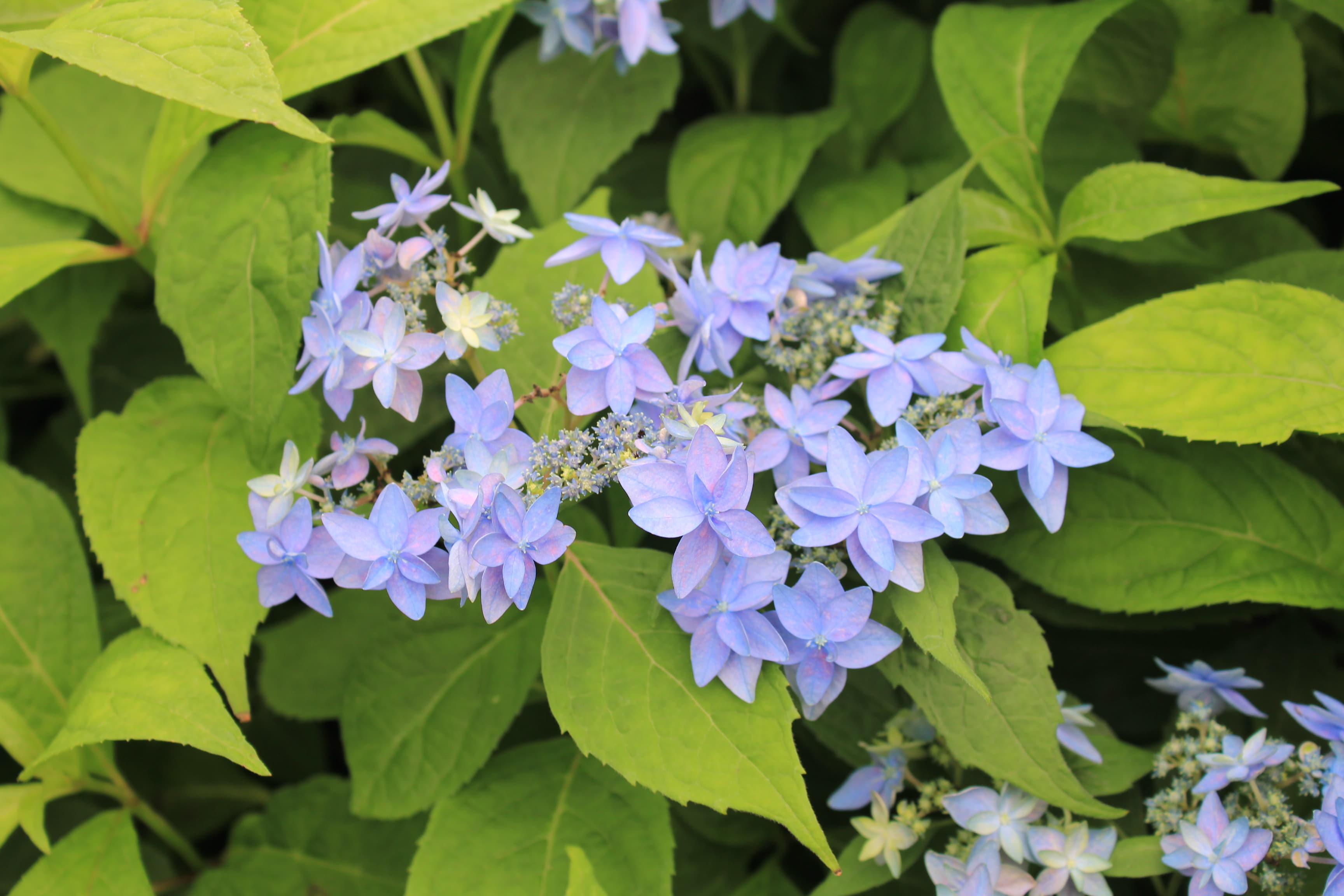 ヤマアジサイ　美方八重（ミカタヤエ）