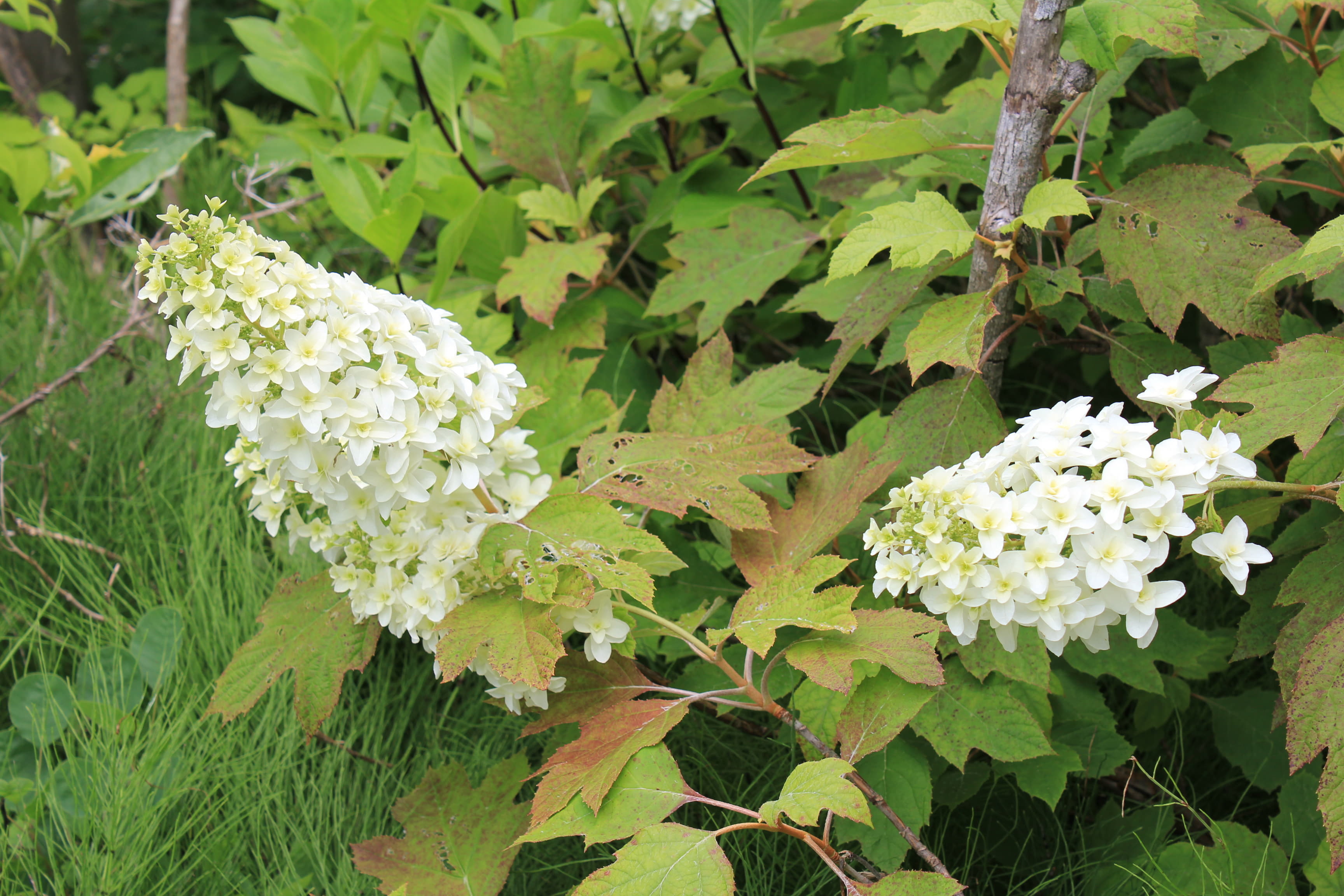カシワバアジサイ　スノー・フレーク