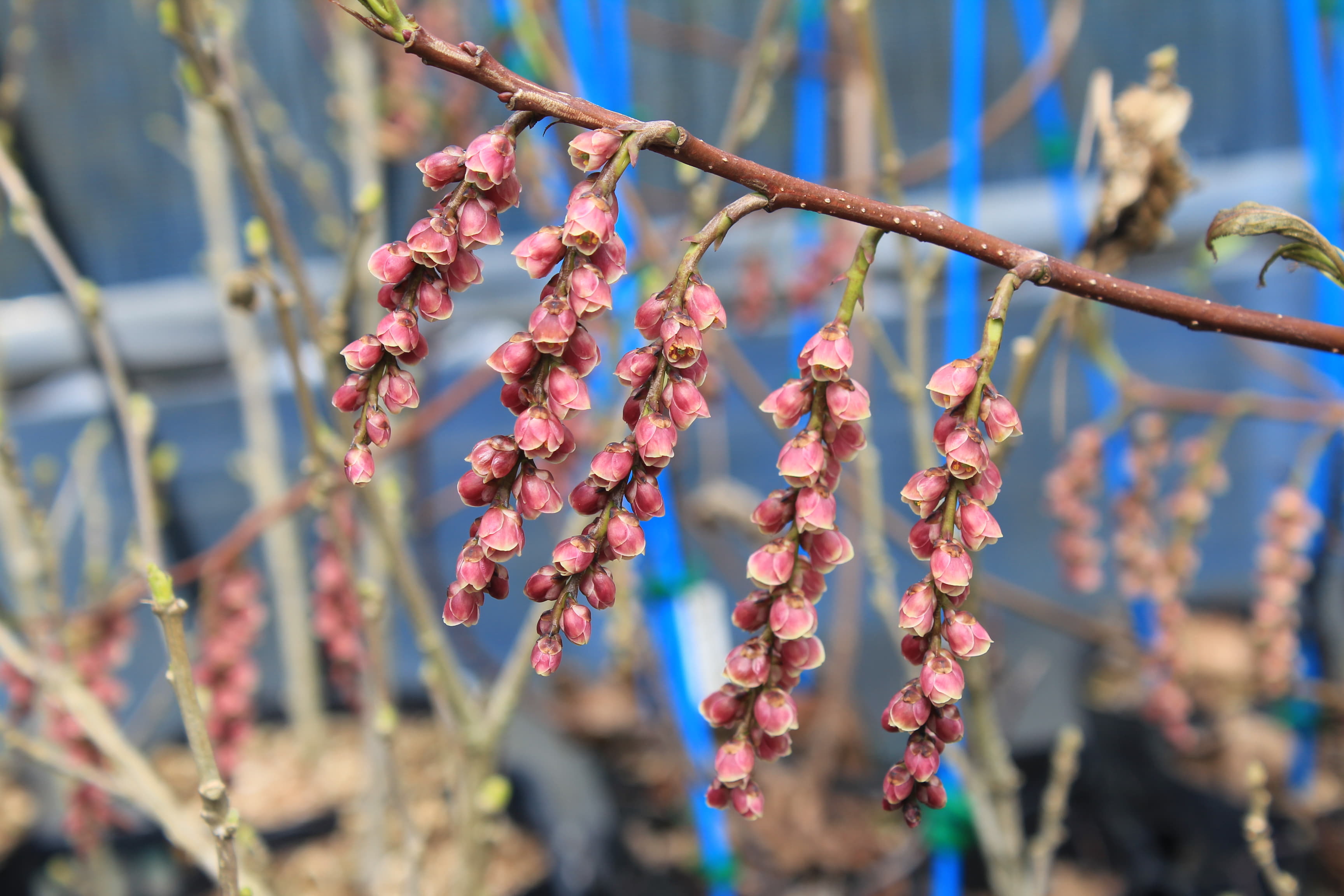 キブシ　’ディアン’