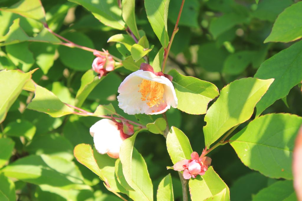 支那夏椿（シナナツツバキ）stewartia rostrata