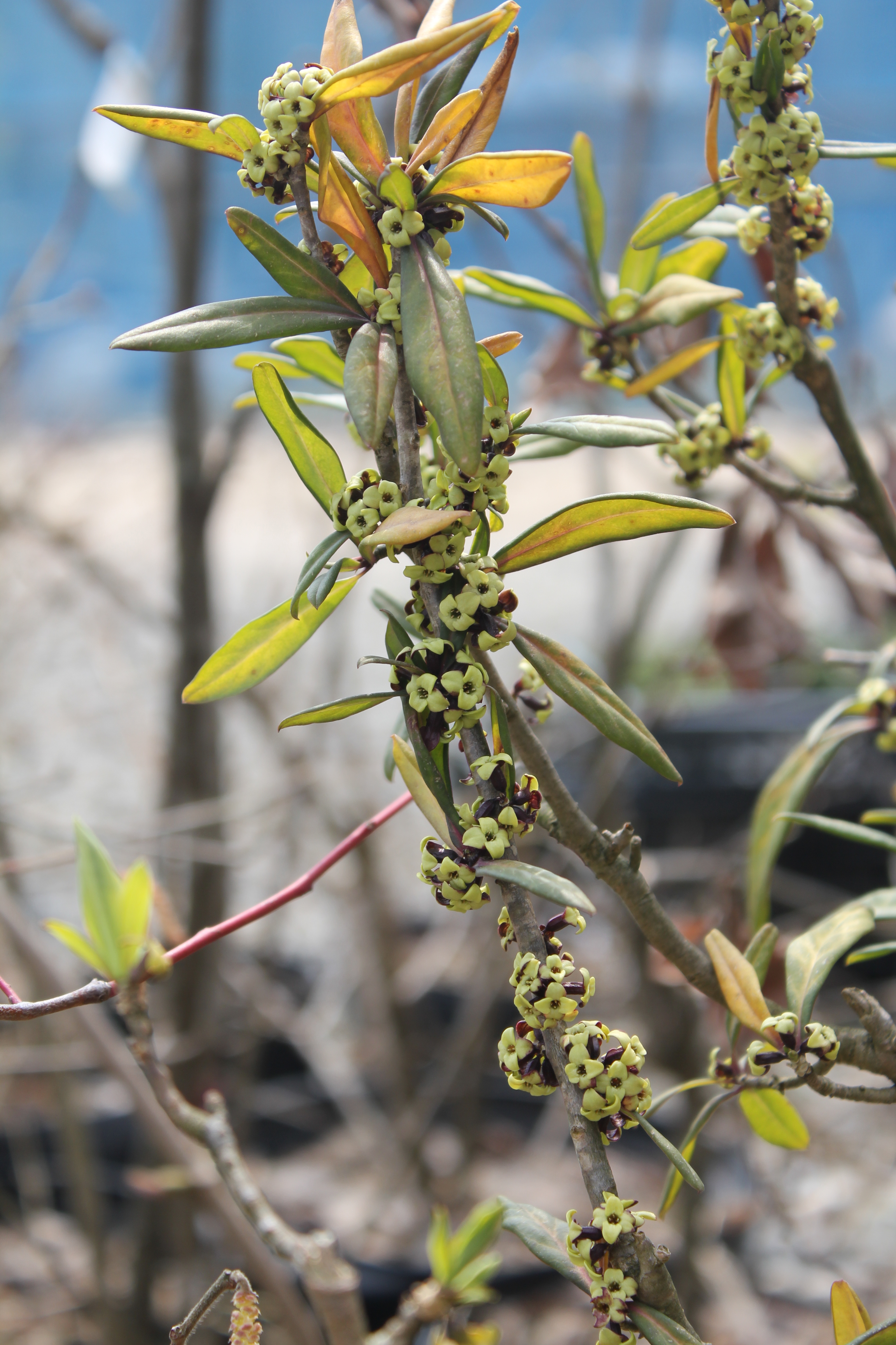 ナツボウズ（富士山系）