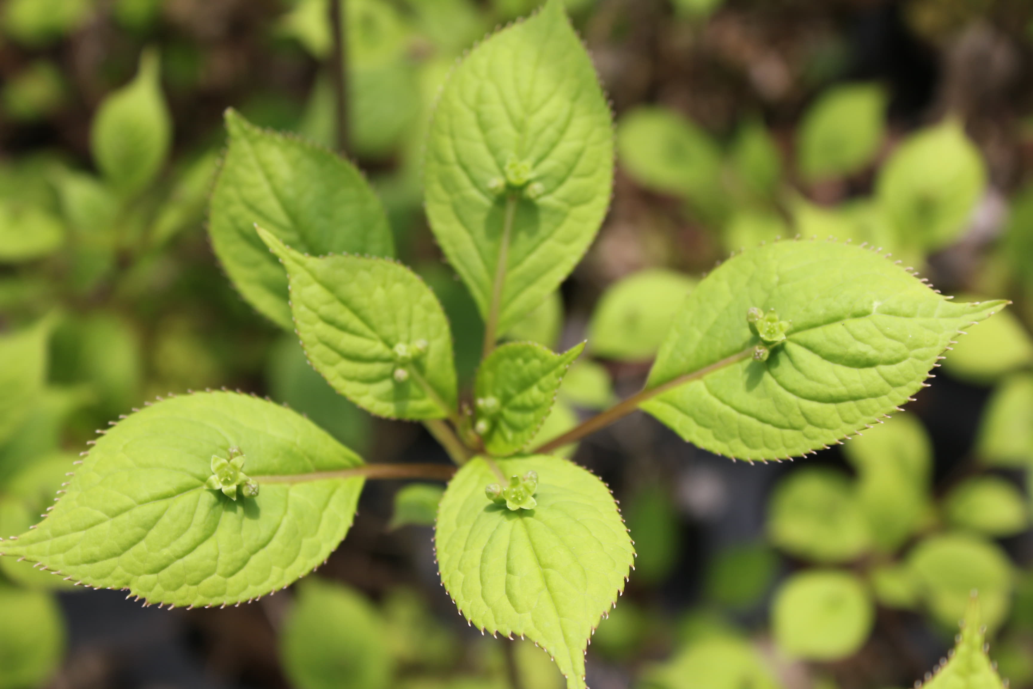 ハナイカダ（雄木）