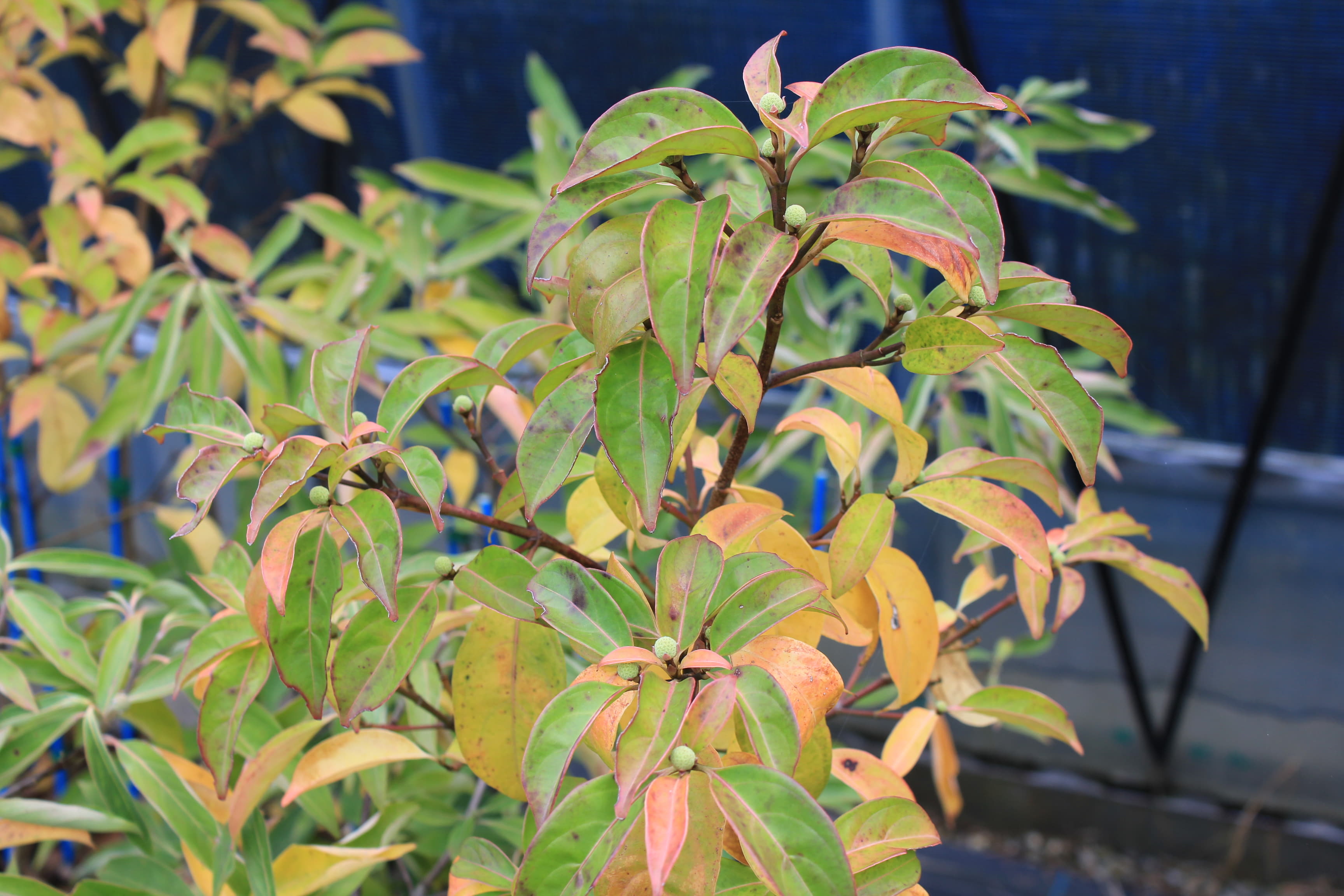 ヤマボウシ　十五夜