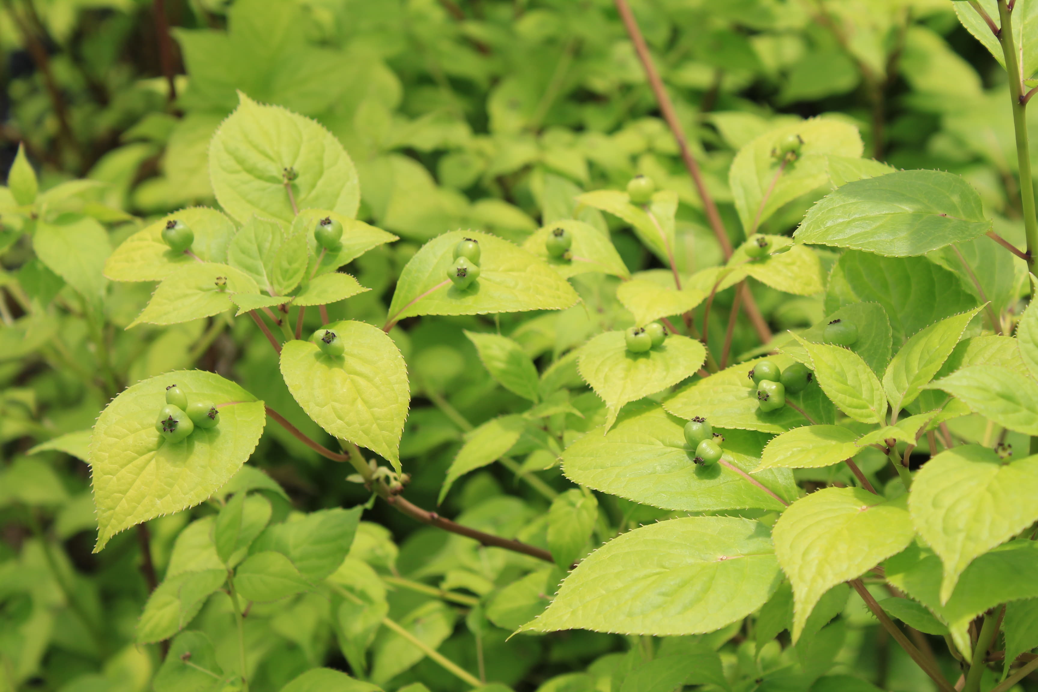 ハナイカダ（雌木）