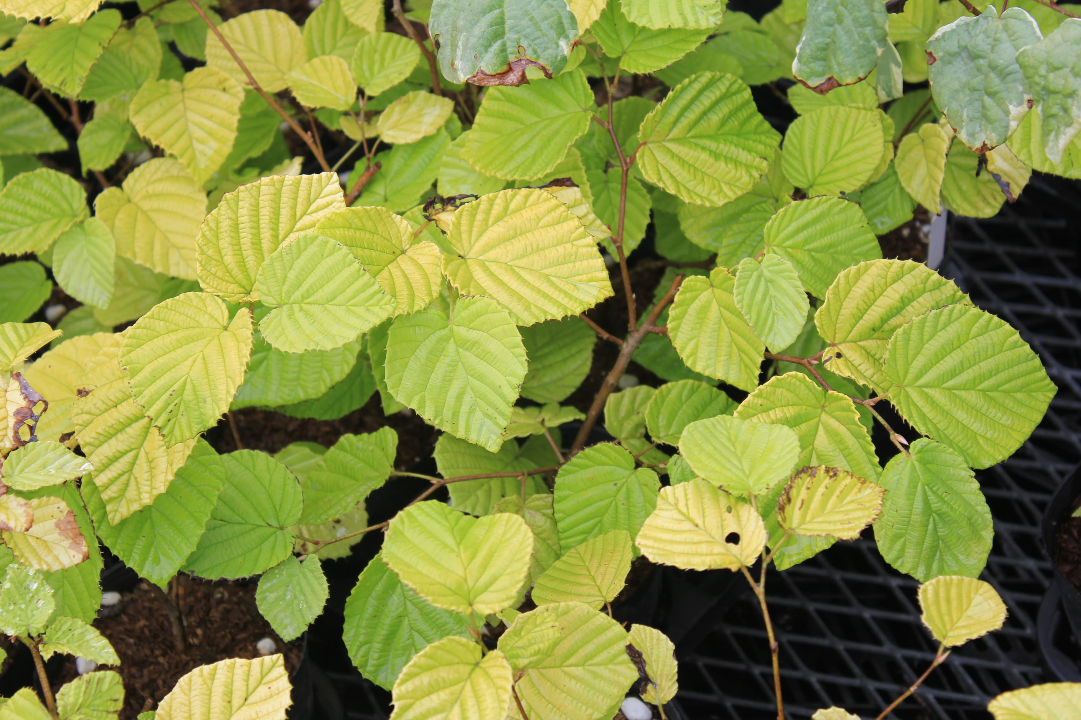 支那水木（シナミズキ）　’ゴールデン・スプリング’