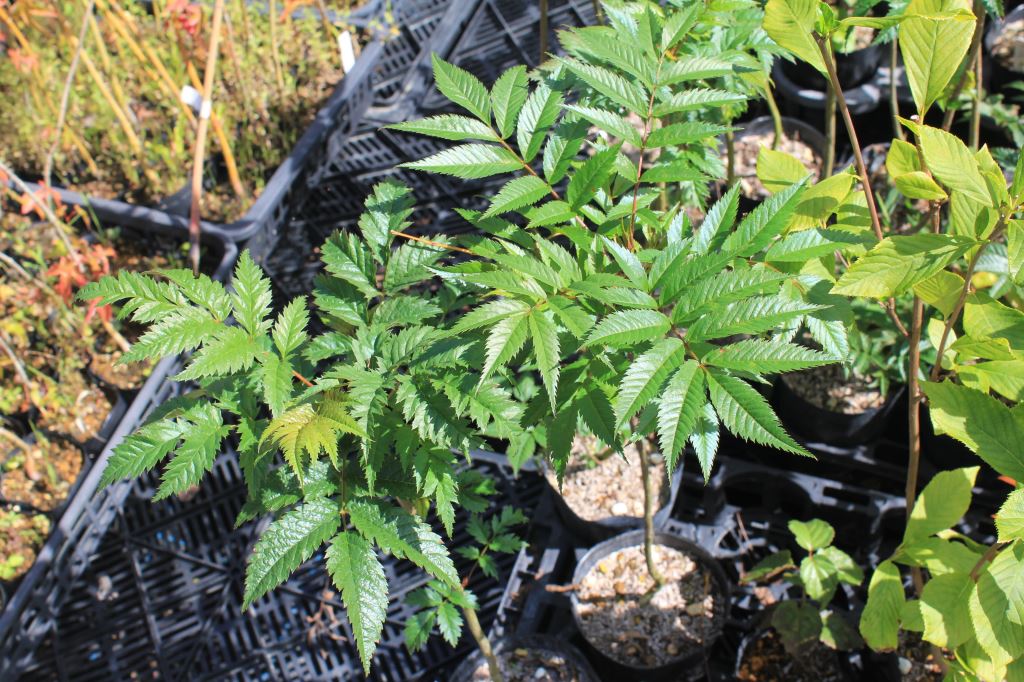 ニワナナカマド