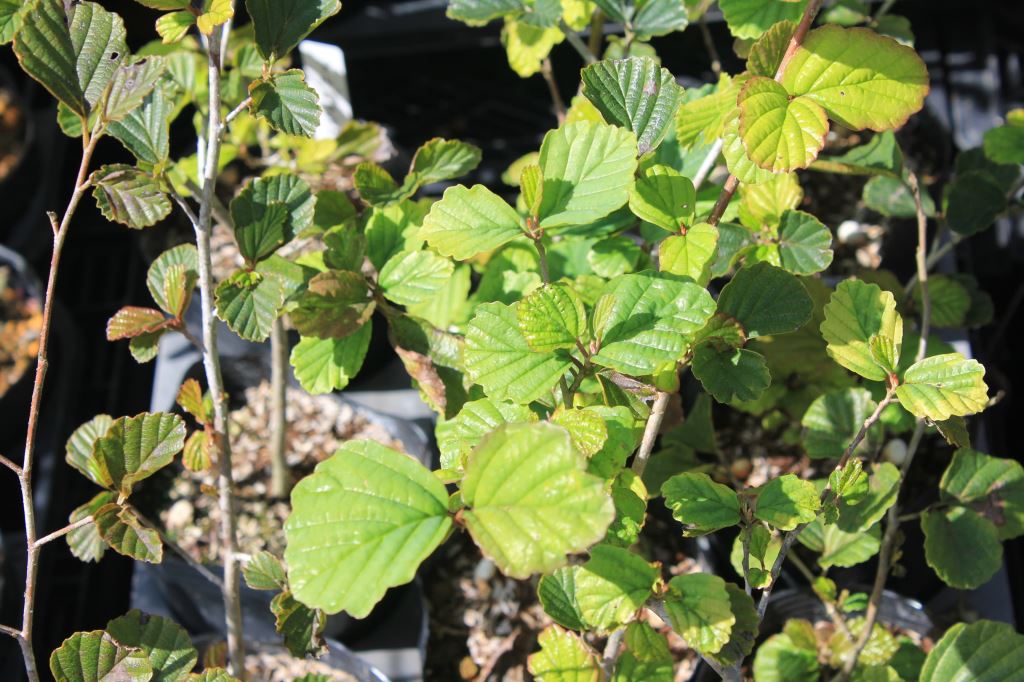 マルバマンサク