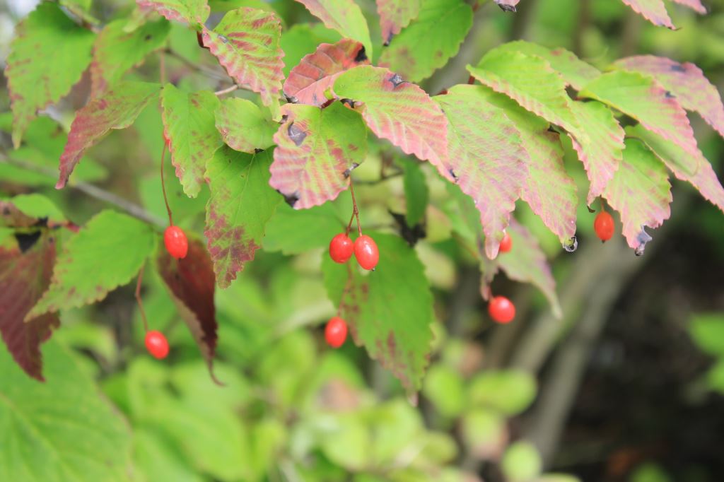 オトコヨウゾメ　大実