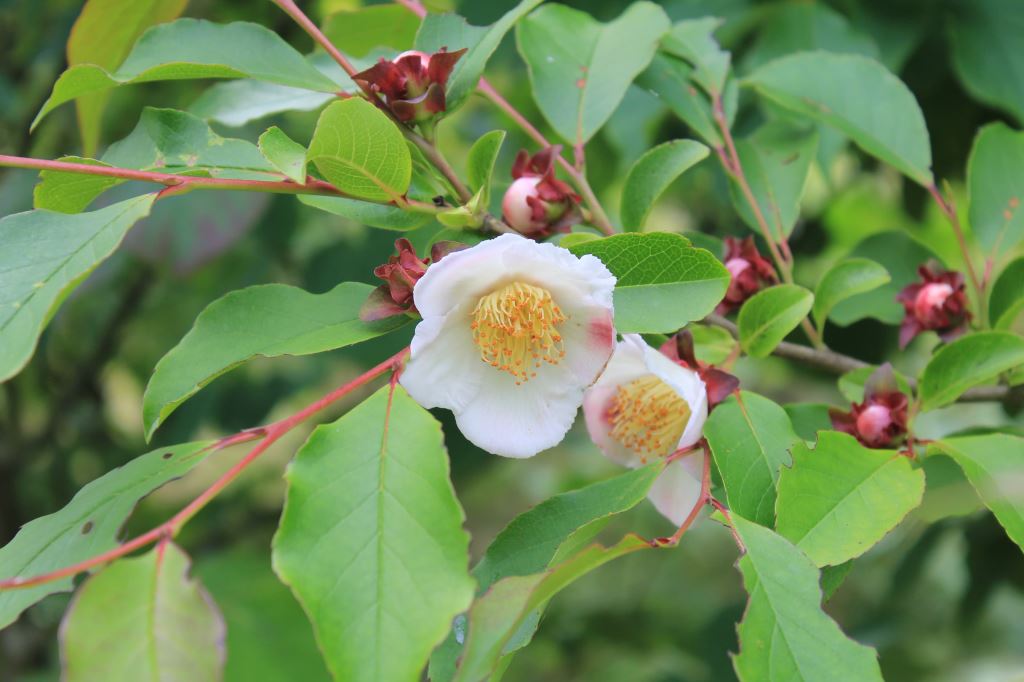 支那夏椿　’夜明け前’
