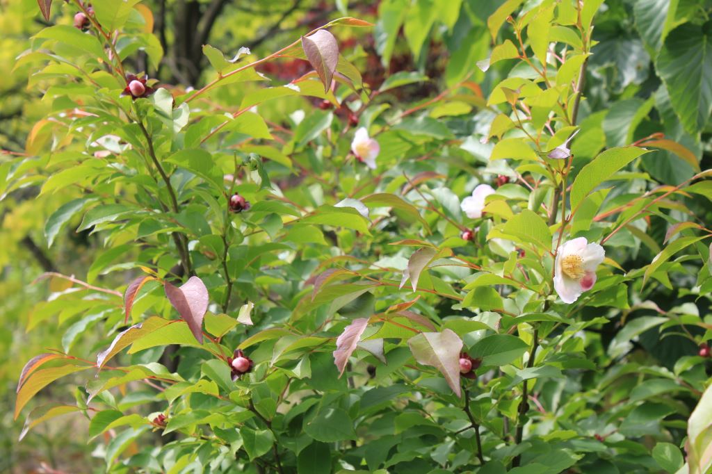 支那夏椿　’夜明け前’