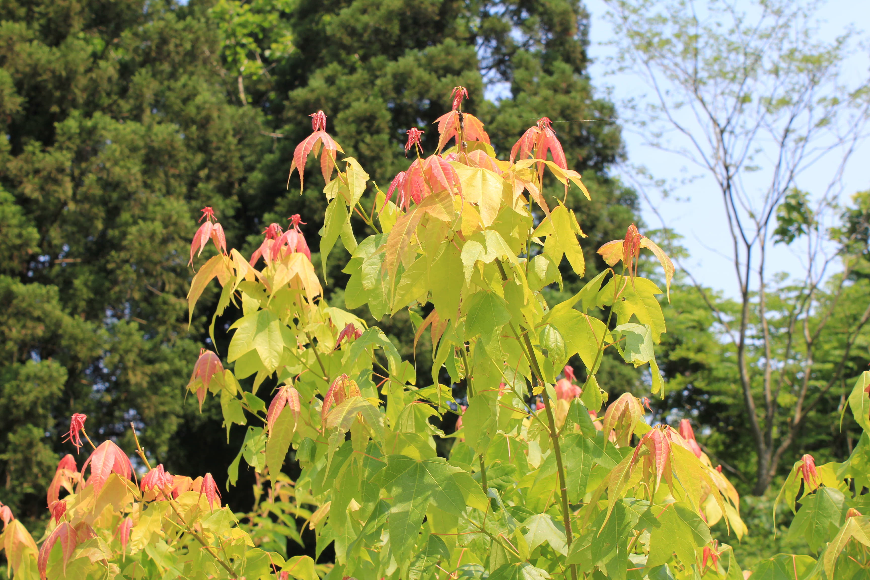Acer serrulatum