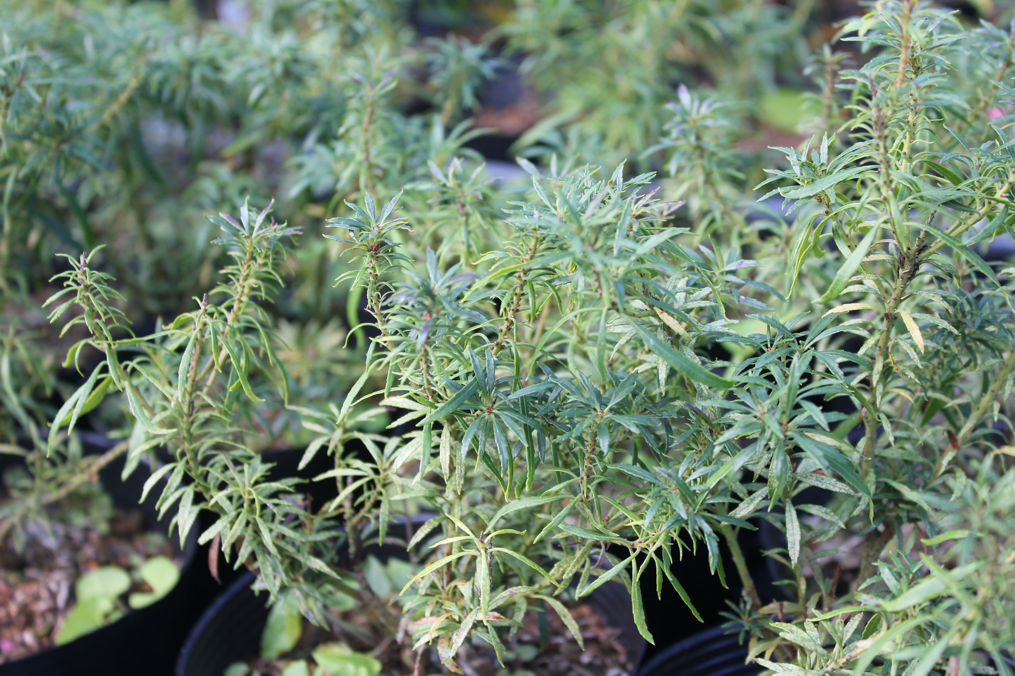 アセボ　細葉　極矮性