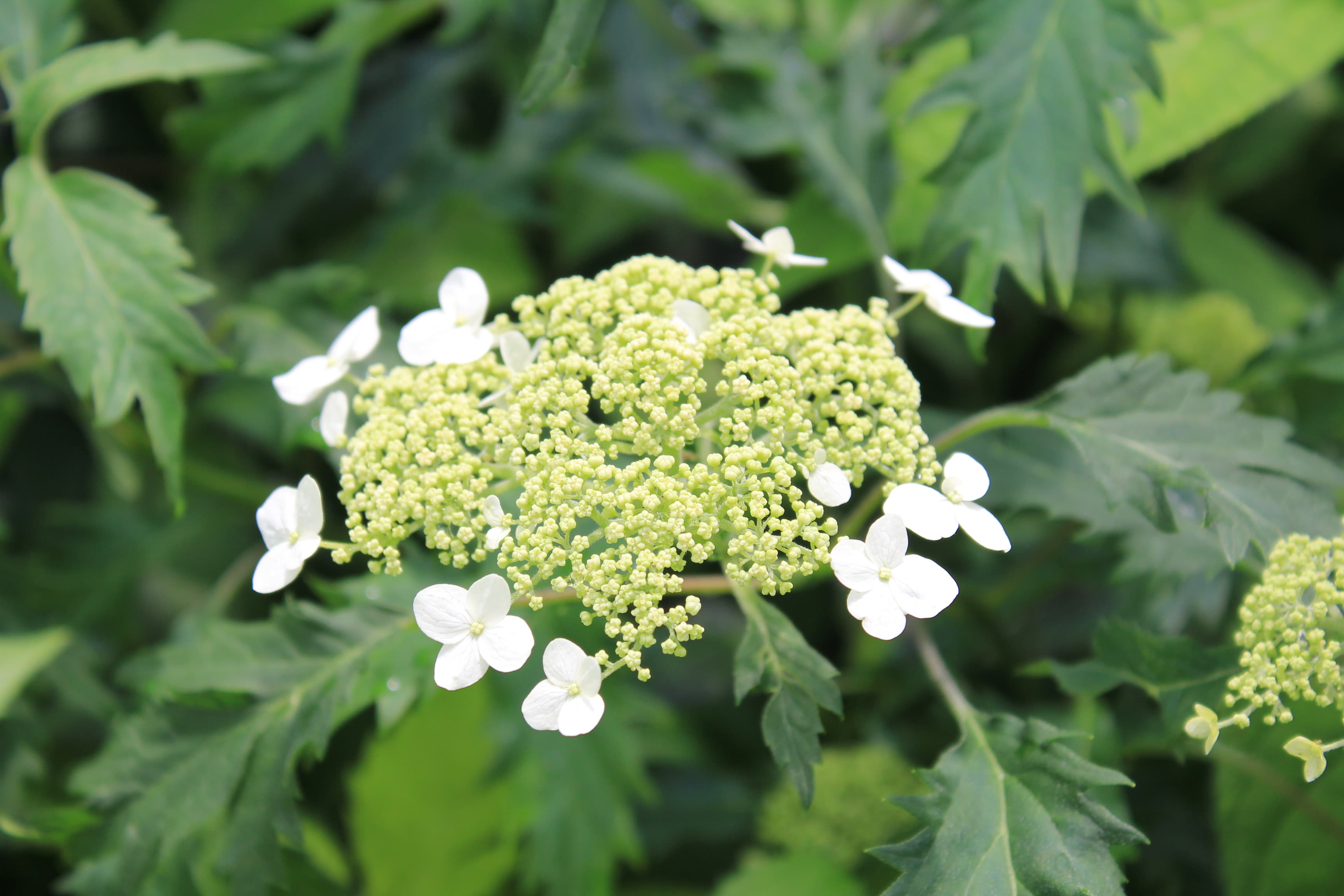 アメリカノリノキ　’グリーン・ドラゴン’