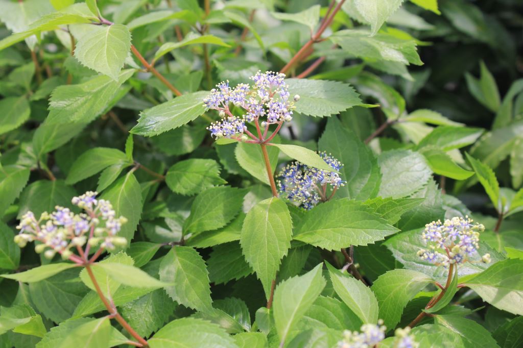 奥多摩コアジサイ