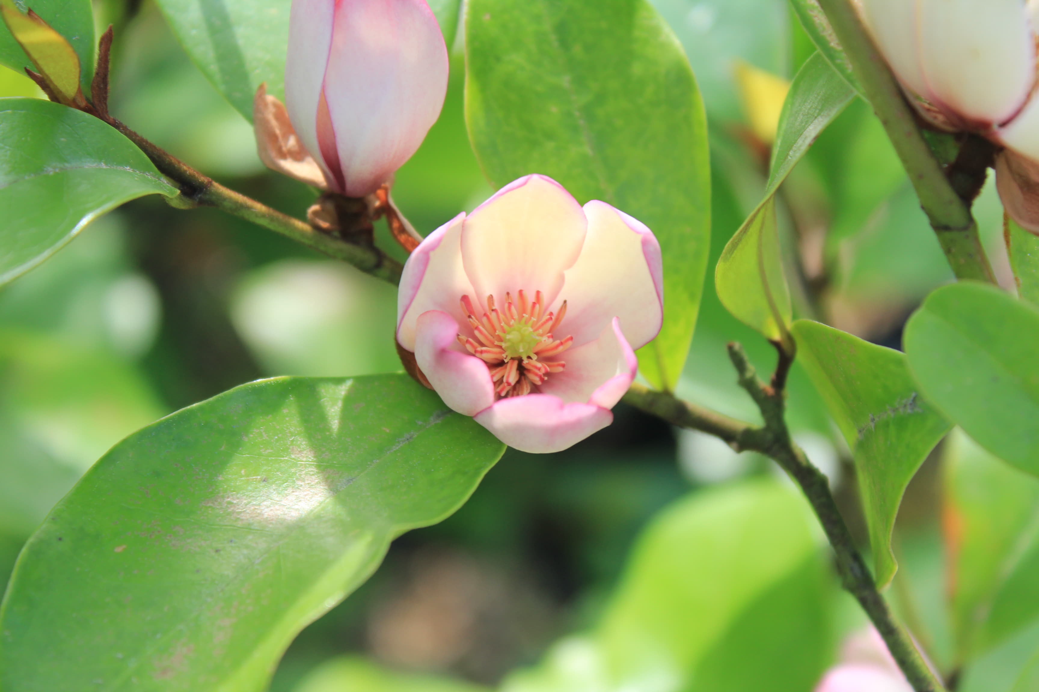 オガタマ　’都筑’