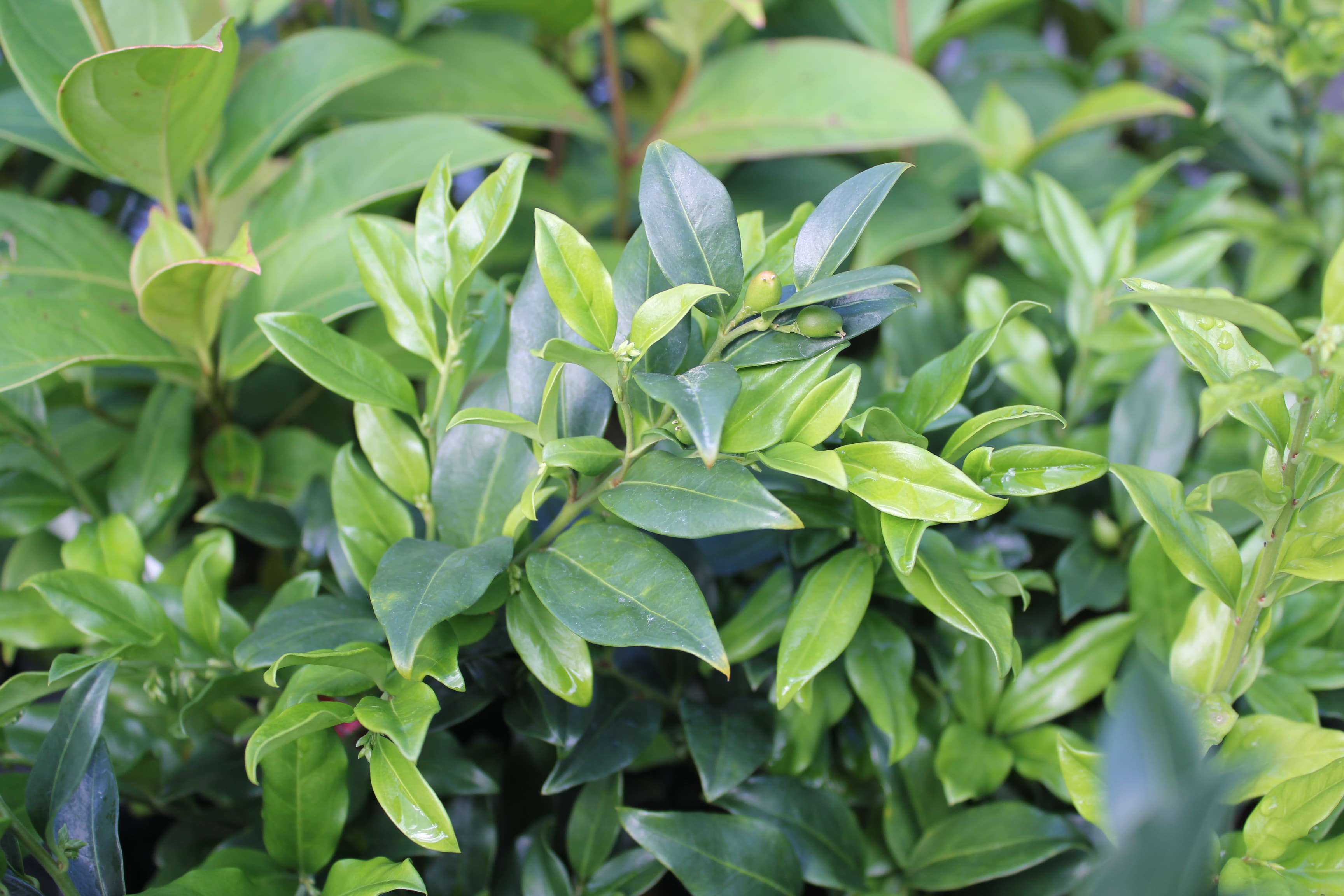 サルココッカ　コンフュサ