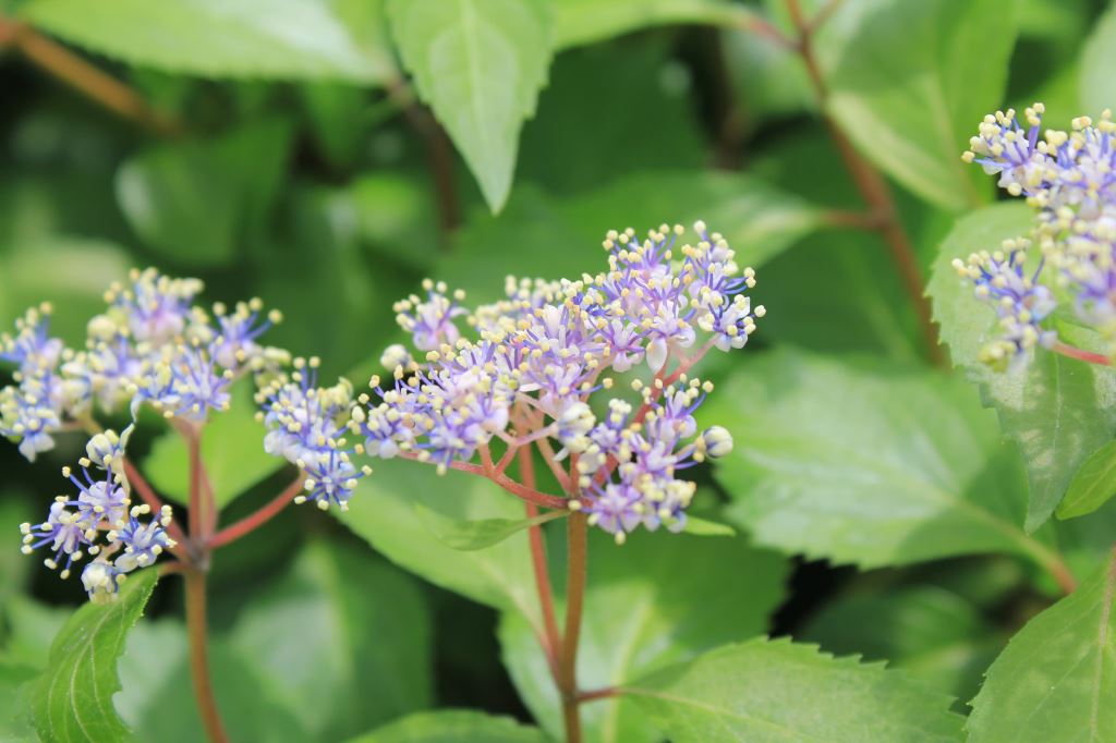 奥多摩コアジサイ