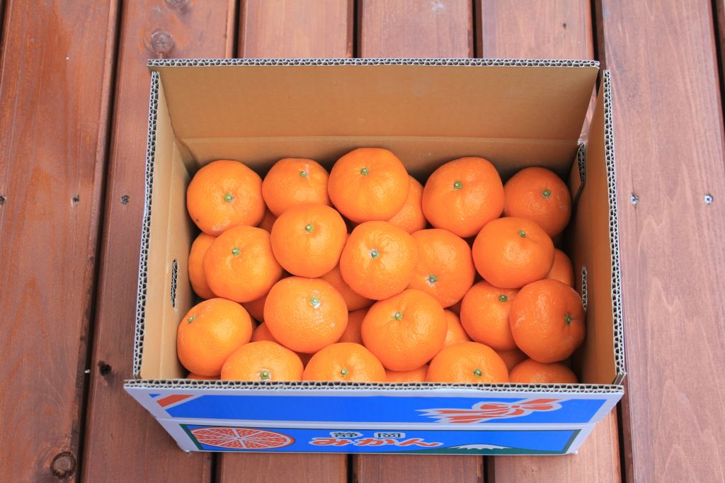 青島温州みかん