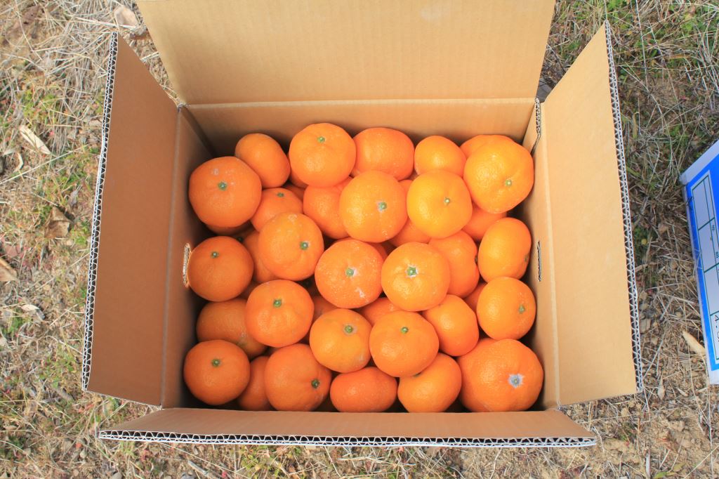 青島温州みかん