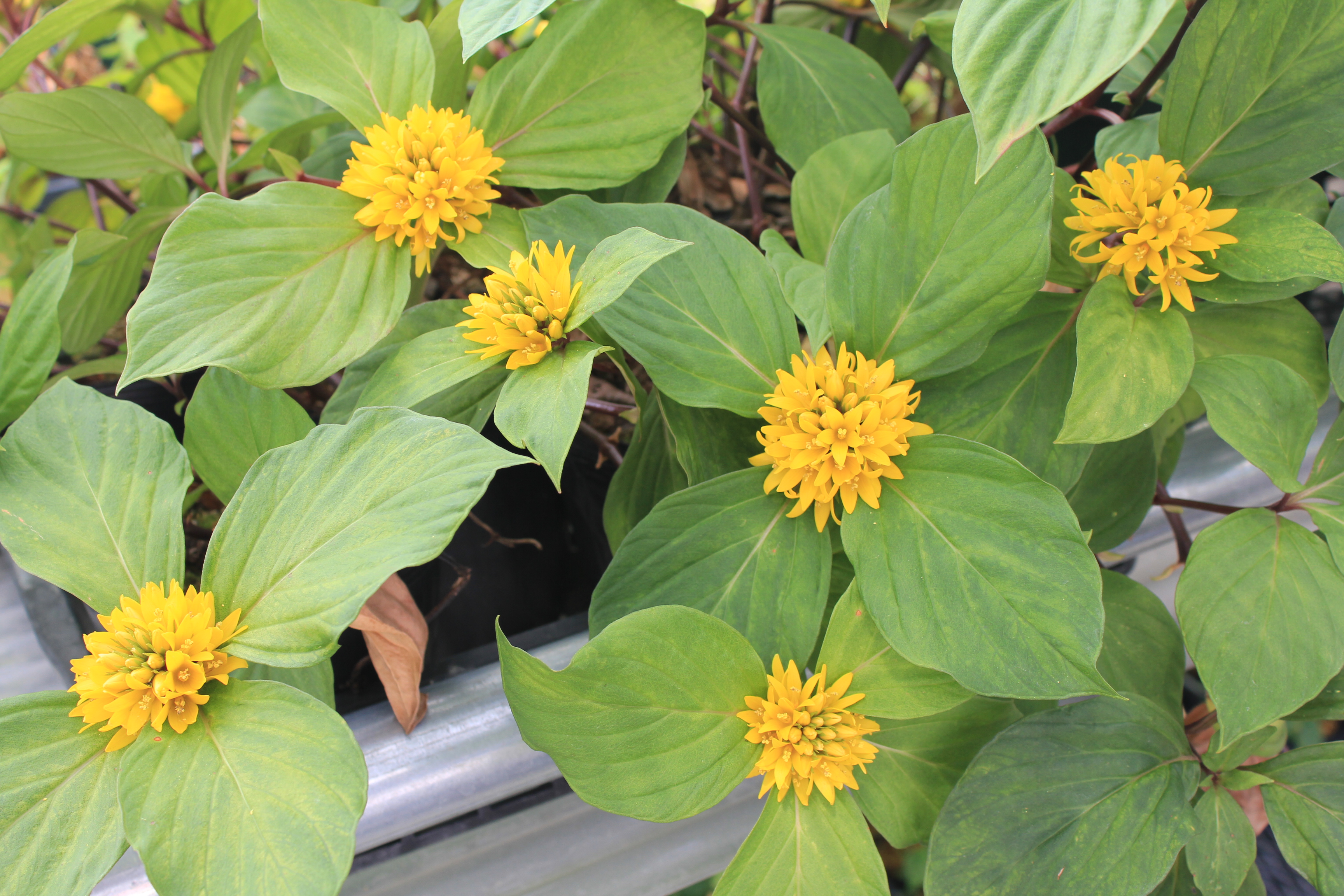 中国リシマキア