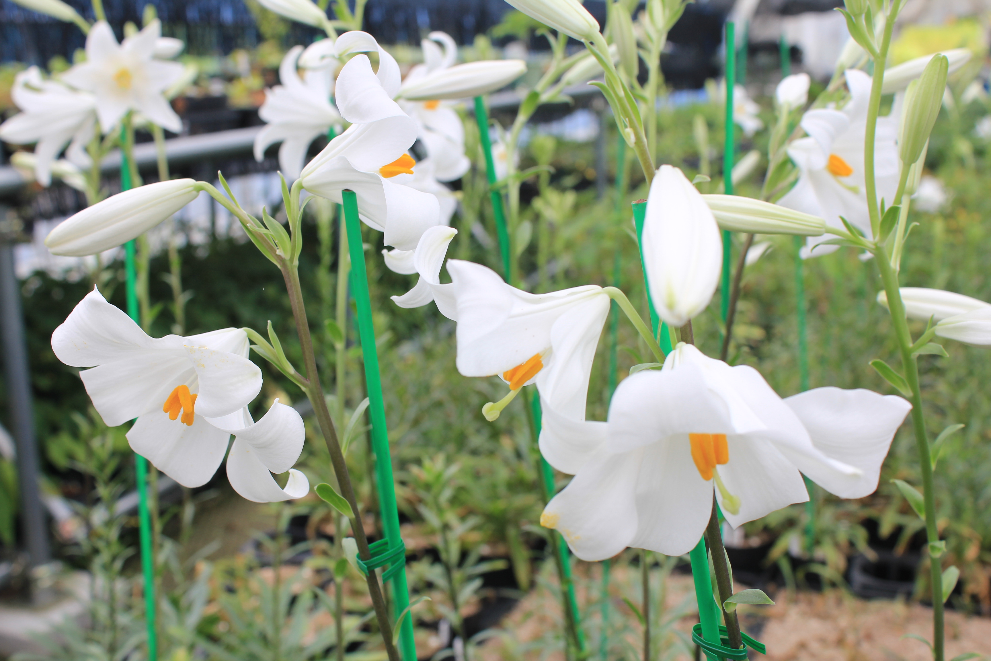 マドンナリリー