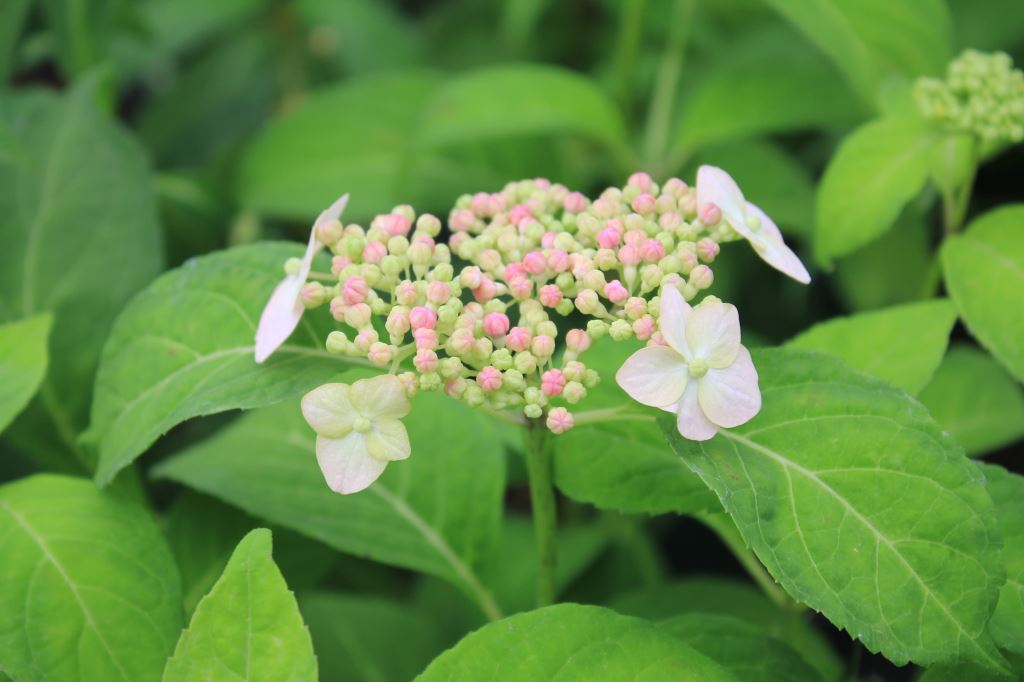 桃色ヤマアジサイ