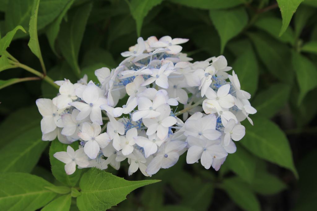 マイコアジサイ