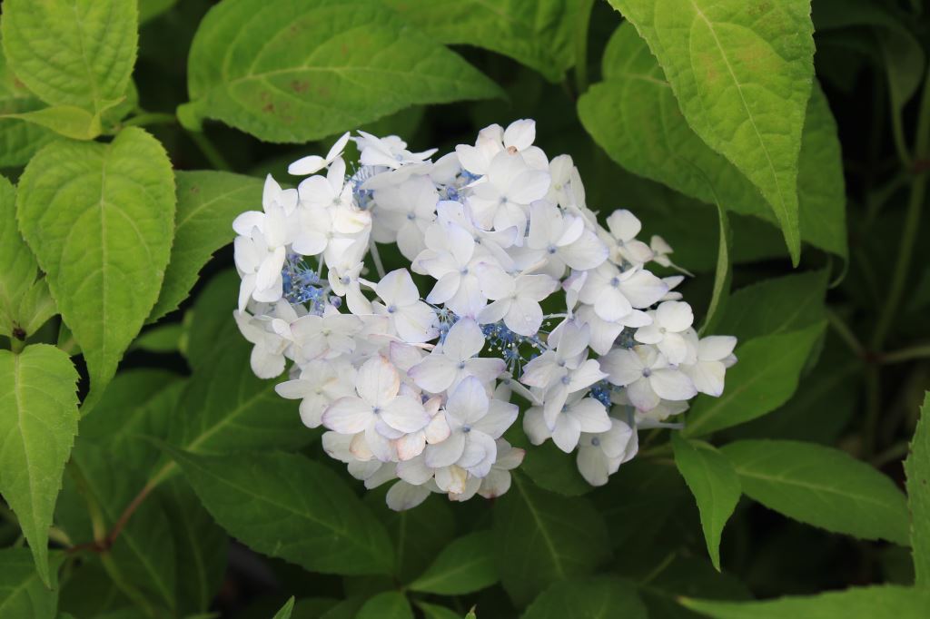 マイコアジサイ