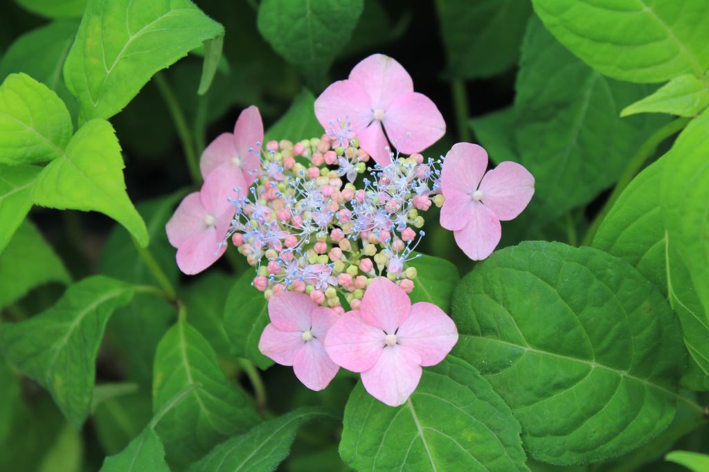 桃色ヤマアジサイ