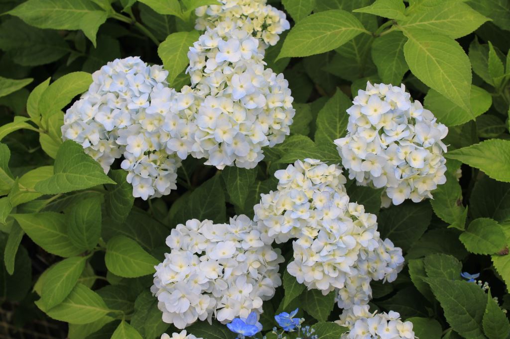 ピクシー桂の舞姫