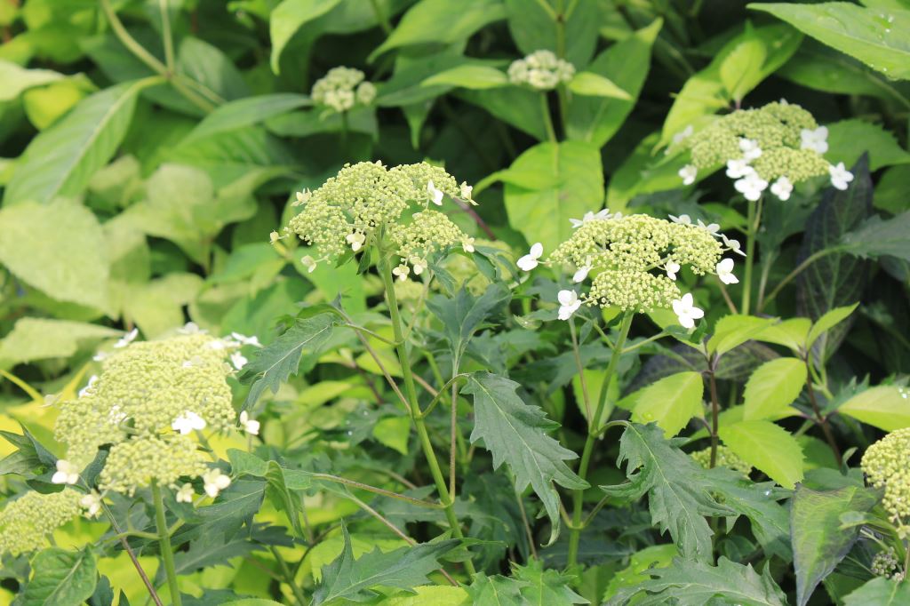 グリーンドラゴン