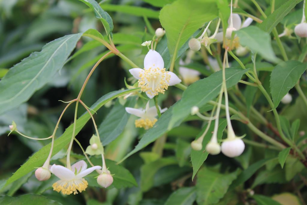 バイカアマチャ