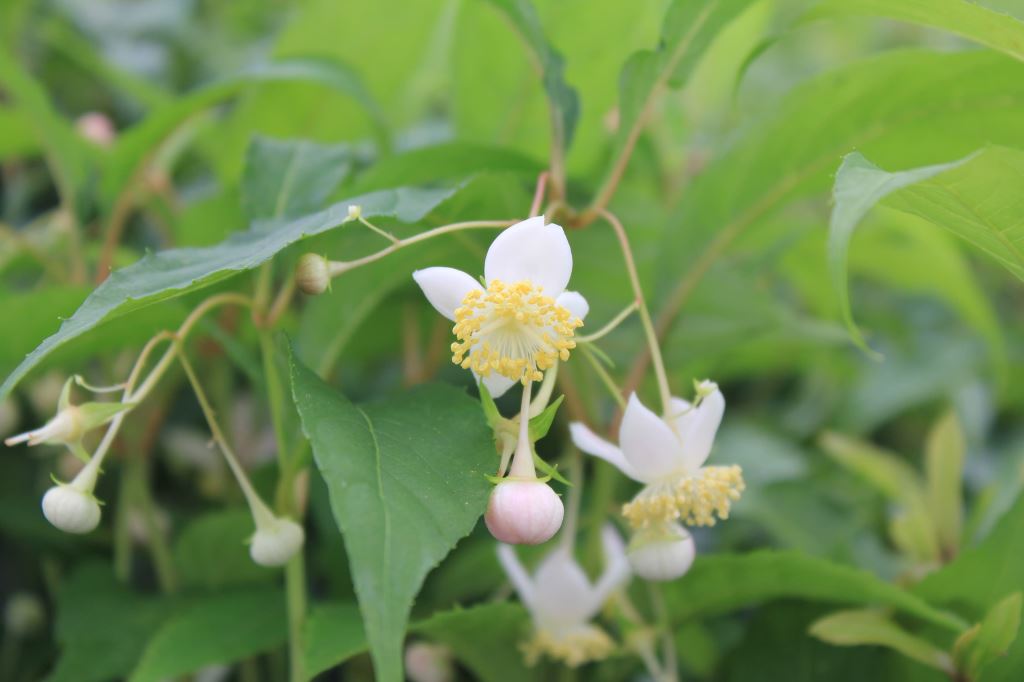 バイカアマチャ