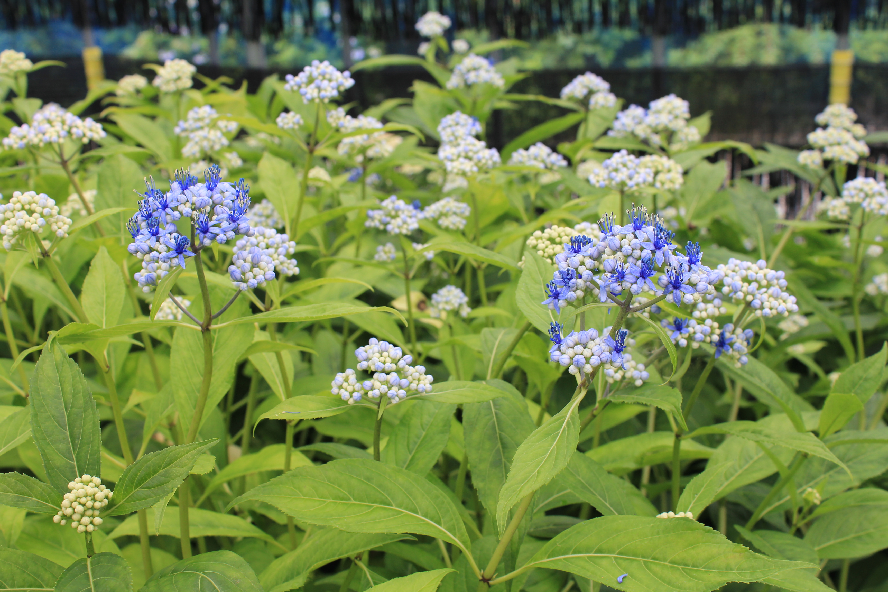 植物販売 トップ