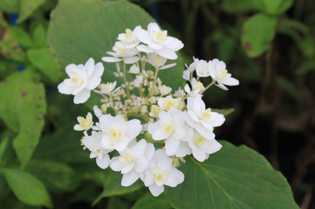 ラセイタタマアジサイ