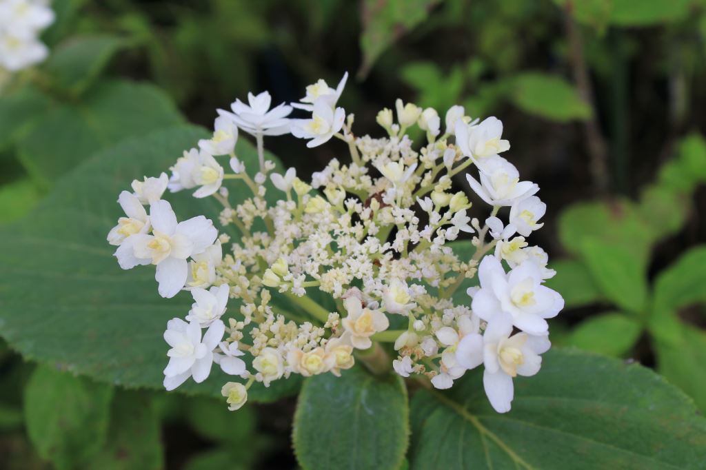 ラセイタタマアジサイ