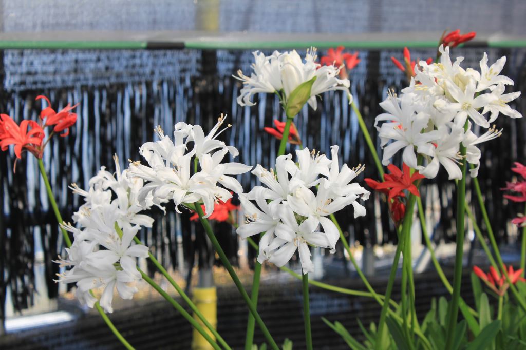 植物特設サイト当園が所有する個体から選別して御紹介しています ネリネ 科名 ヒガンバナ科 属名 Nerine ヒメヒガンバナ属 概要 南アフリカに 約30種類ほど分布する球根植物である 園芸的改良は 主にイギリスでおこなわれ 切り花や 鉢花