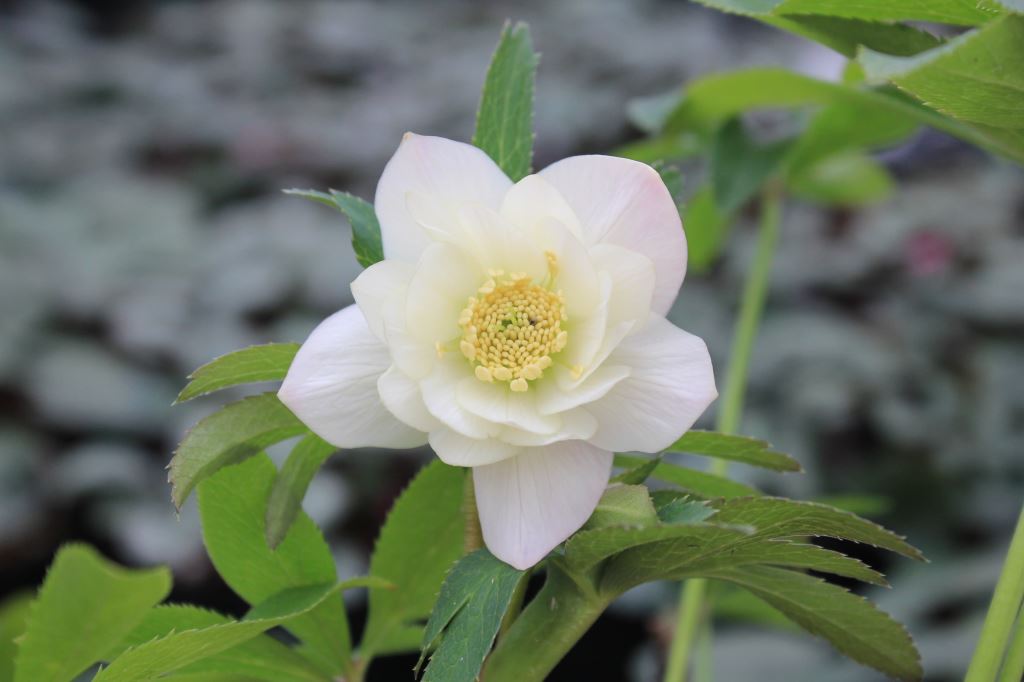 クリスマスローズ　ハイブリダス