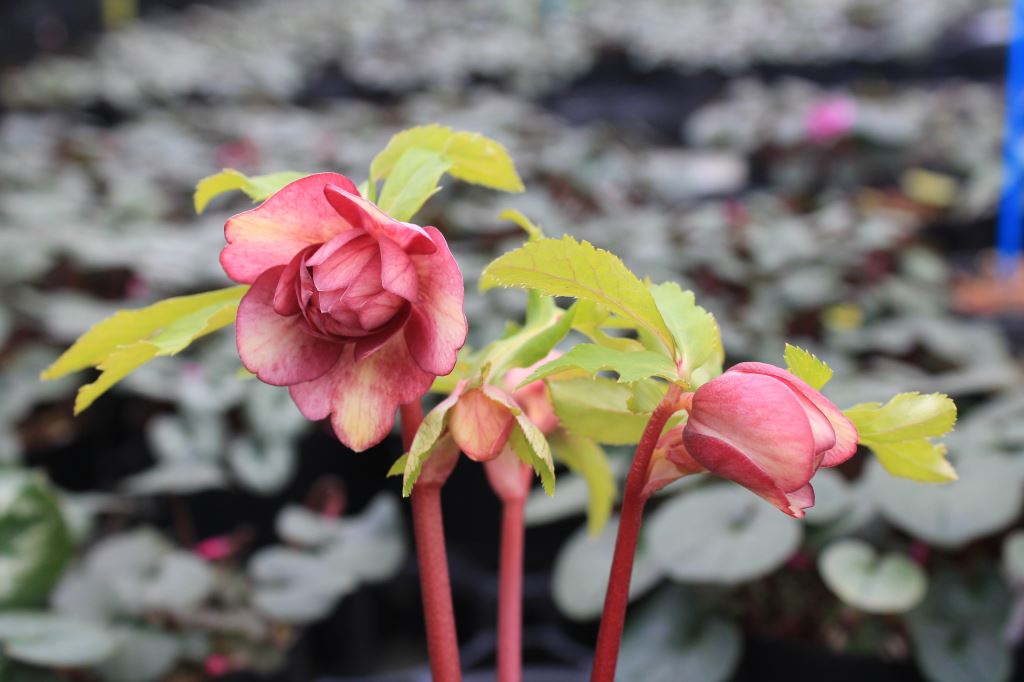 クリスマスローズ　ハイブリダス